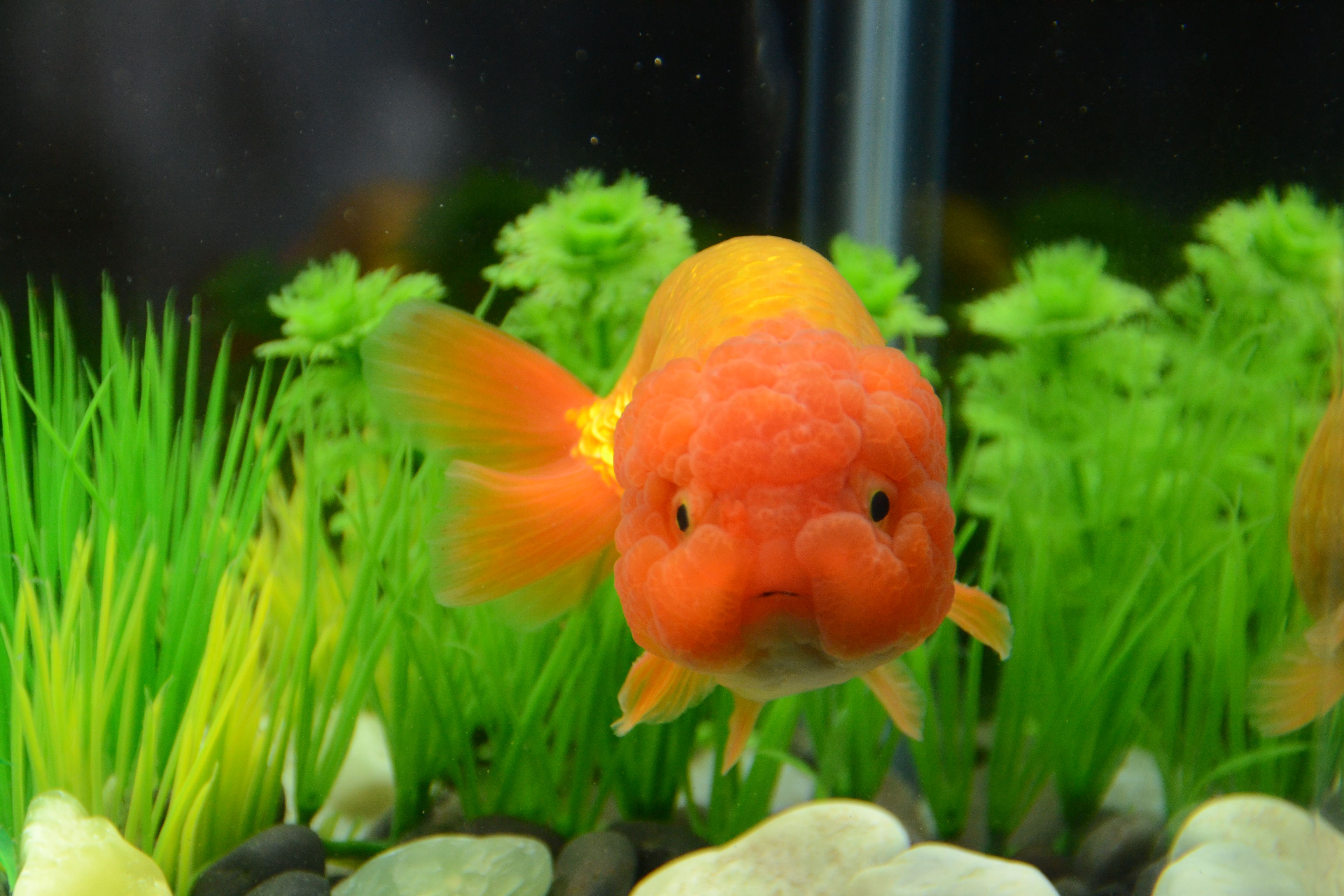 Red Ranchu Goldfish/ Baby face/ Buygoldfishonline.com | Goldfish ...