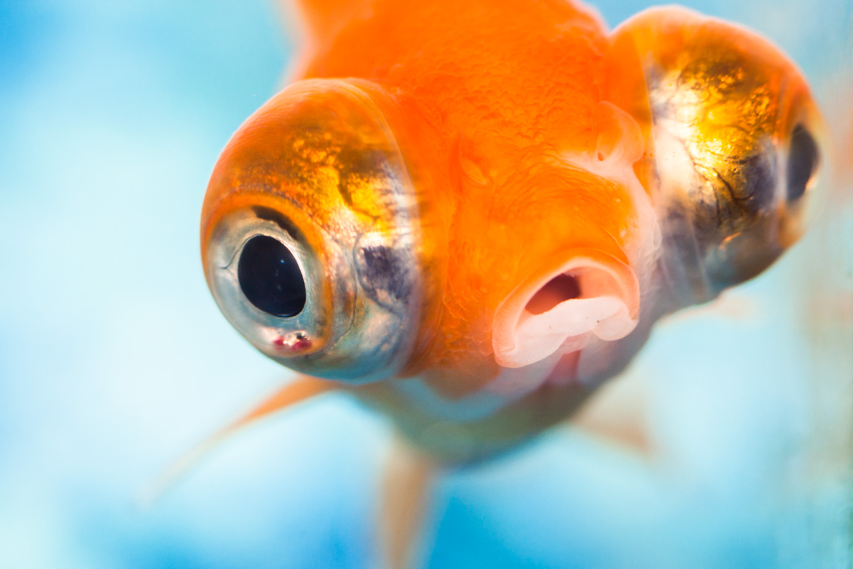 goldfish | Benson Kua's Blog