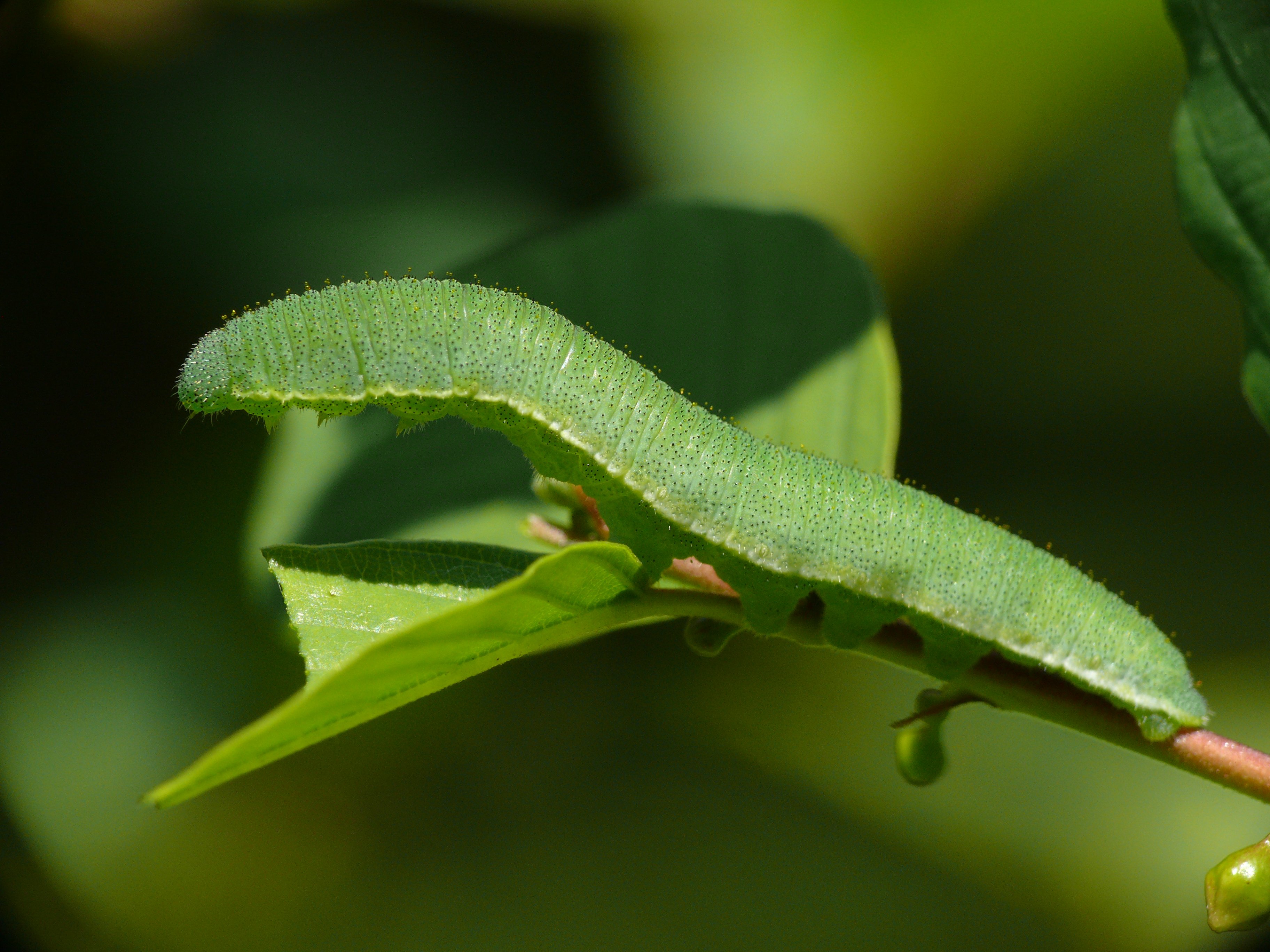 File:Gonepteryx rhamni - caterpillar 02 (HS).jpg - Wikimedia Commons