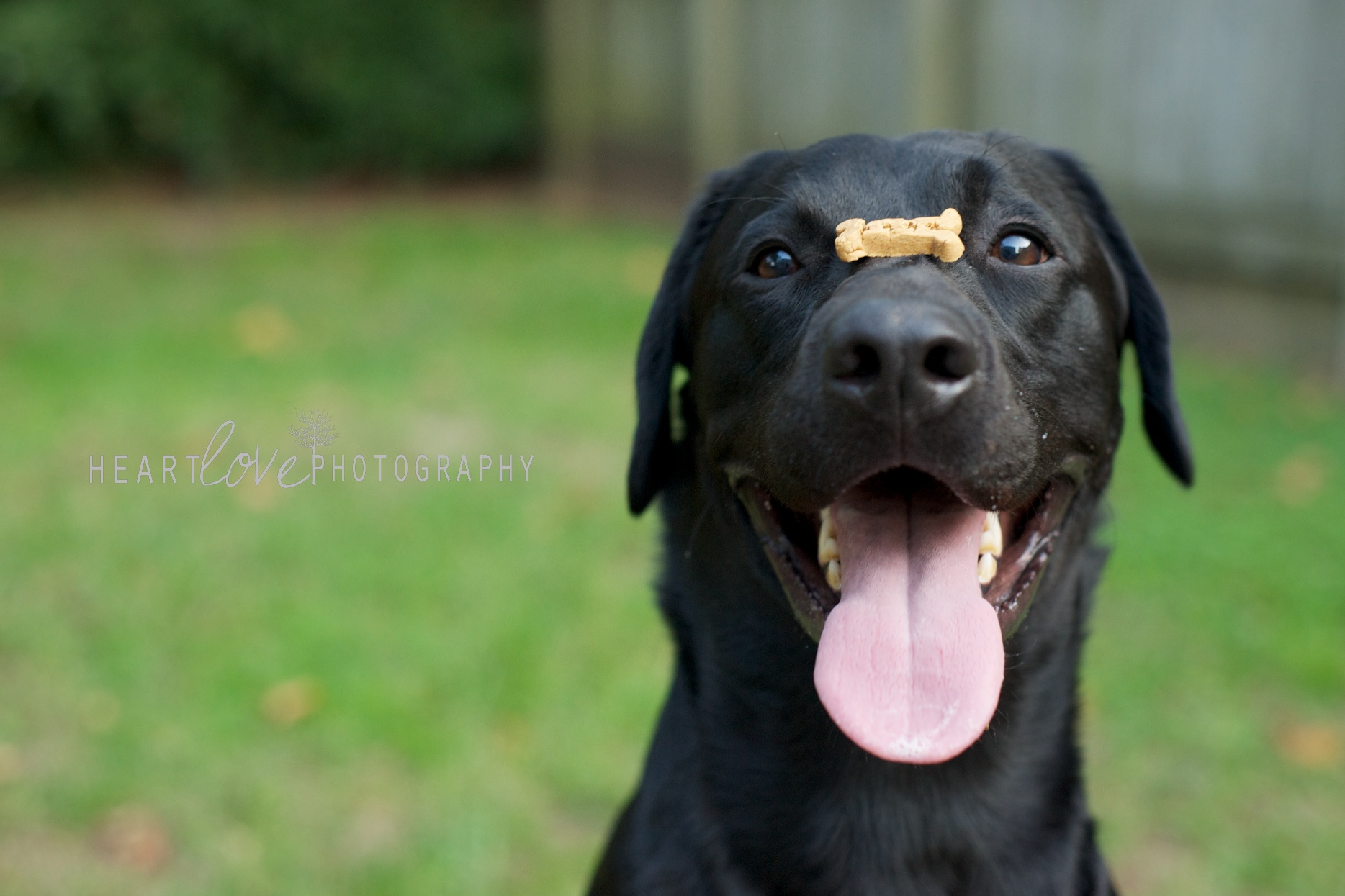 good dog | baltimore, md pet photographer | Baltimore Maryland ...