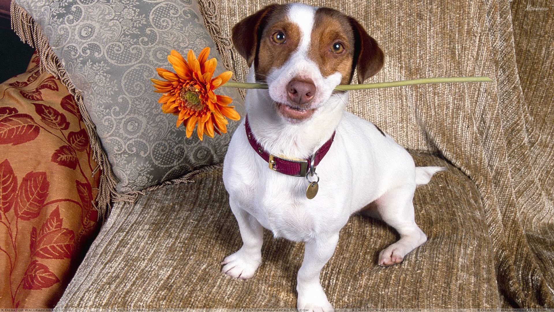 Good Dog, Jack Russell Terrier Wallpaper