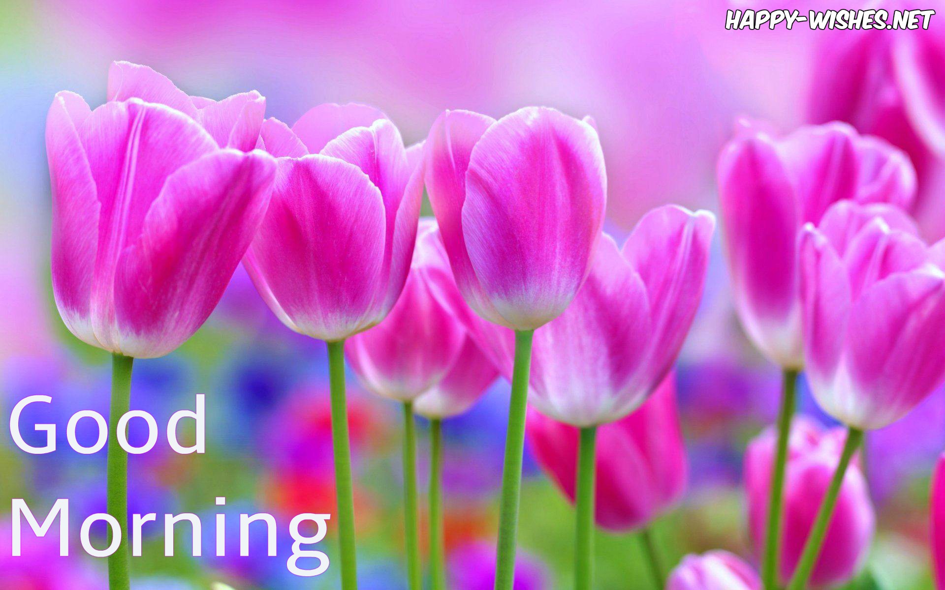 Good morning Wishes With Flowers Images - Happy Wishes