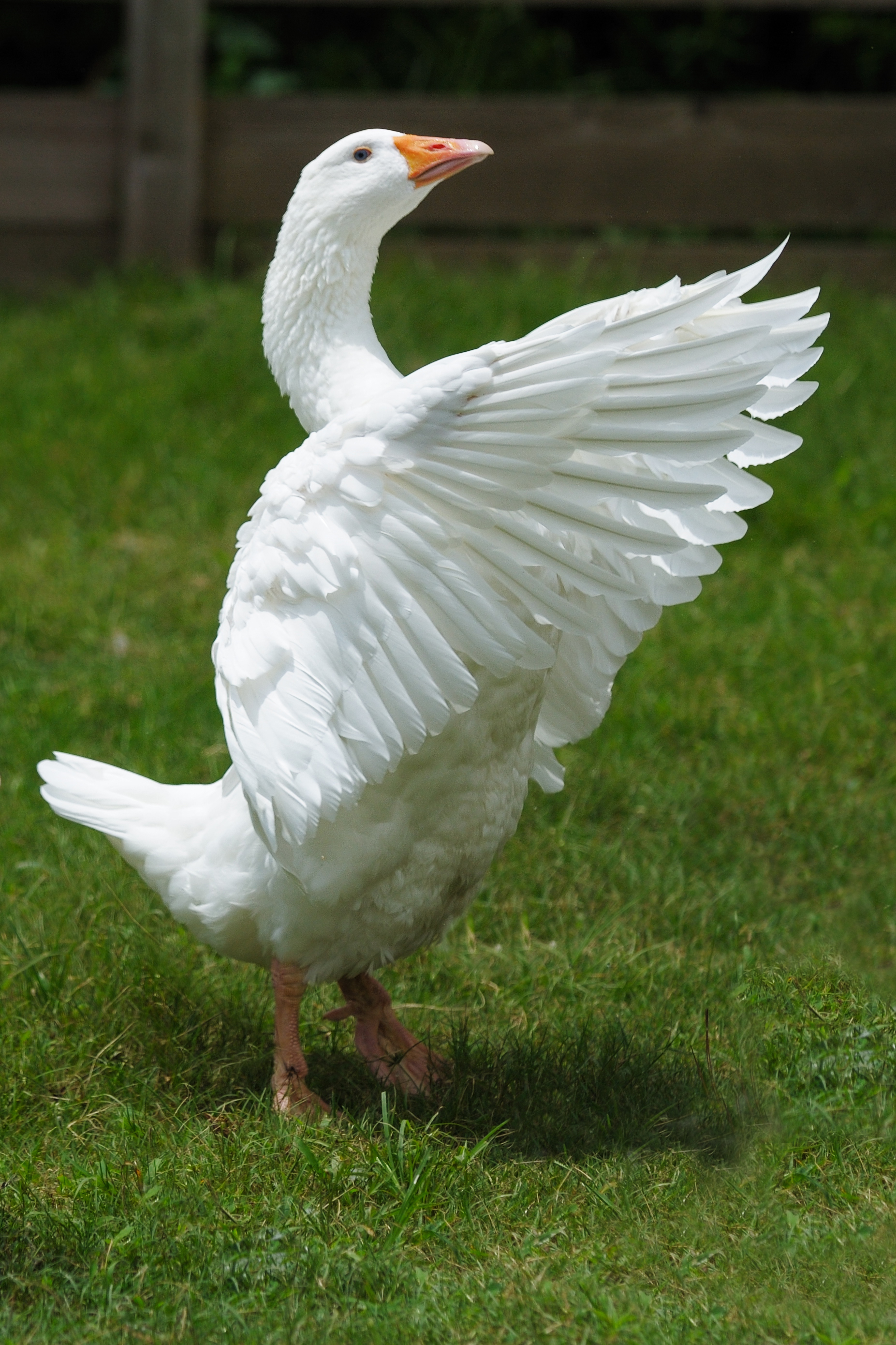 File:Embden goose at zoo.jpg - Wikimedia Commons