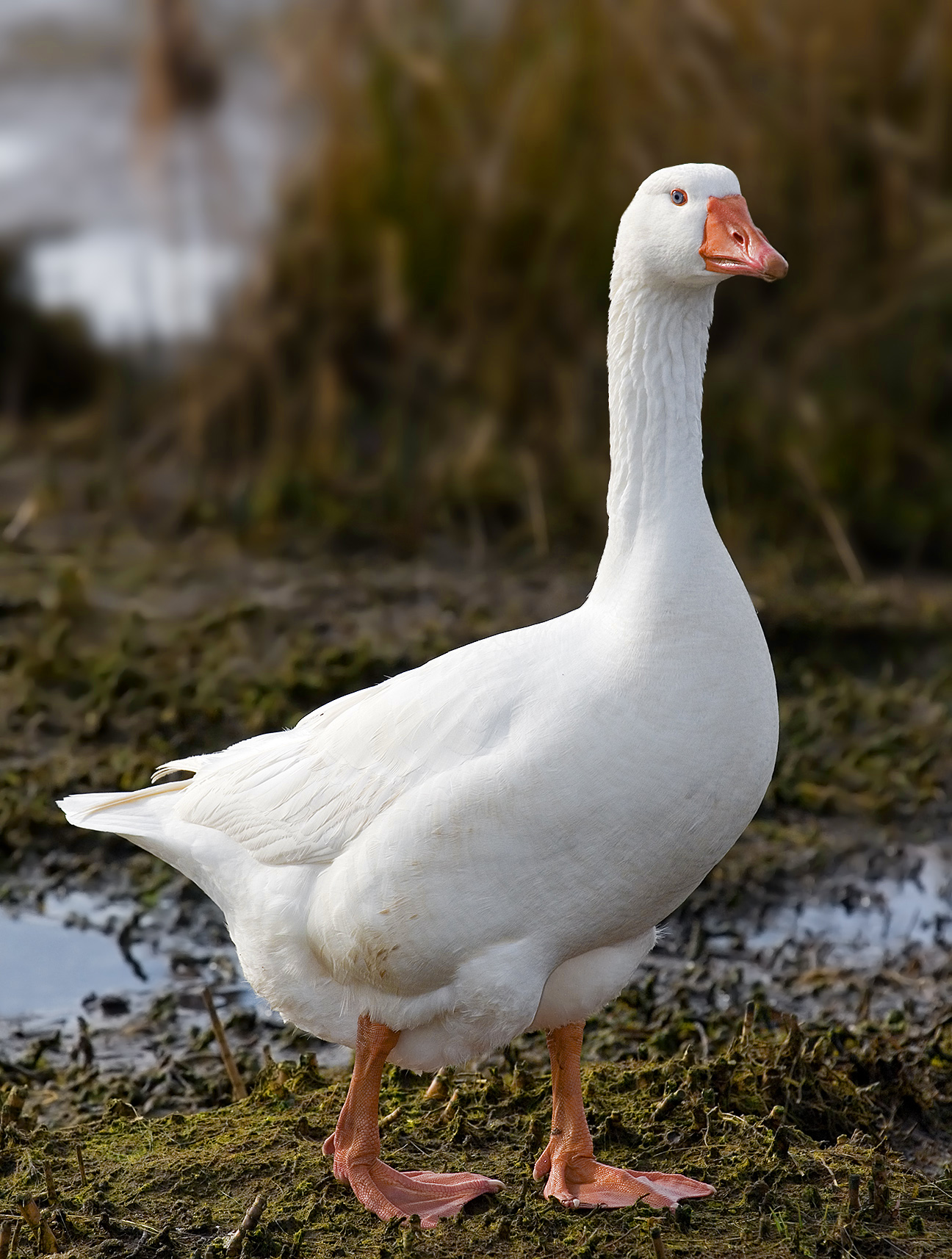 White goose photo