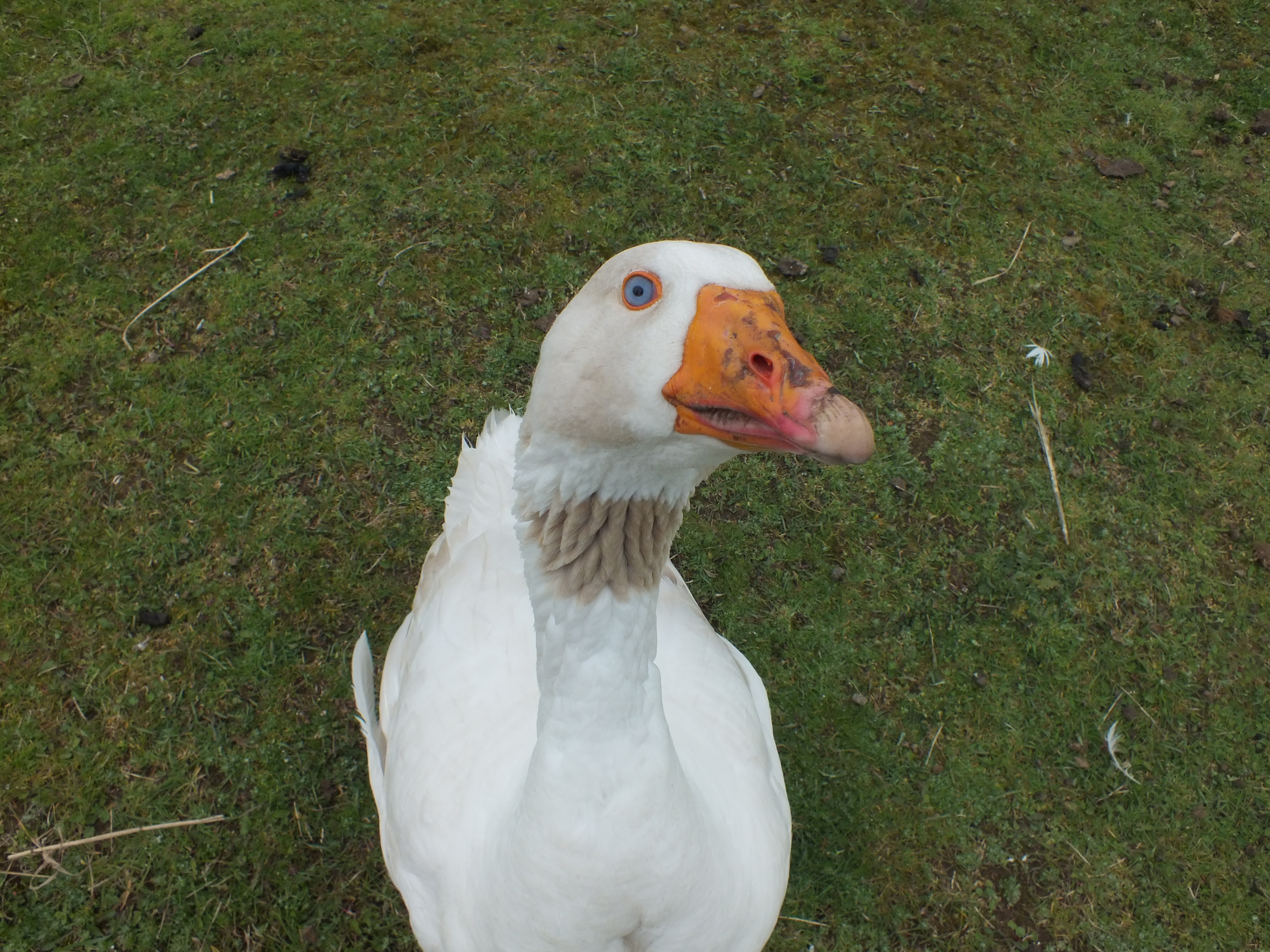 Goose photo