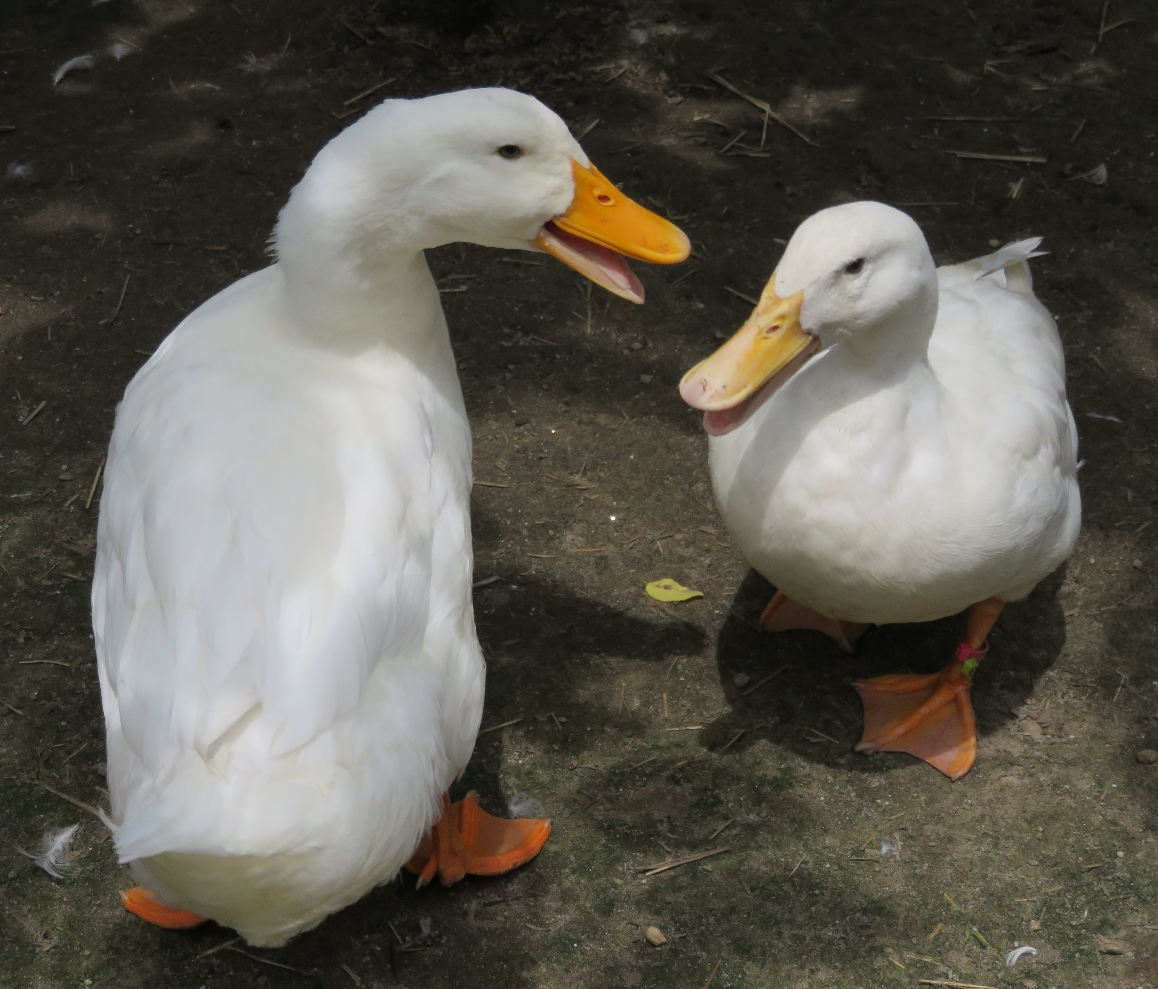 Majestic Waterfowl Sanctuary - Profiles of Ducks and Geese Available ...