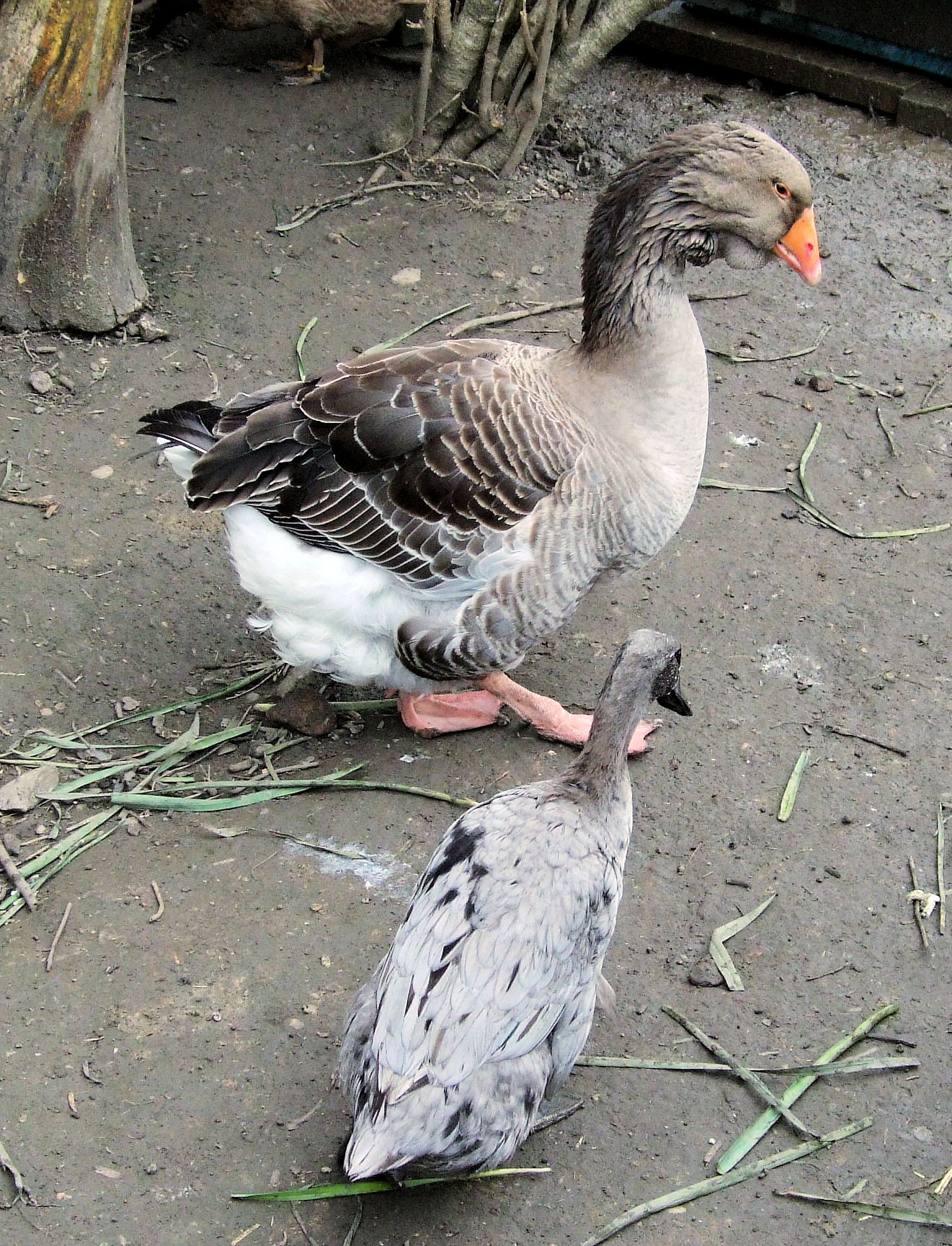 File:Toulouse Goose and Duck.jpg - Wikimedia Commons