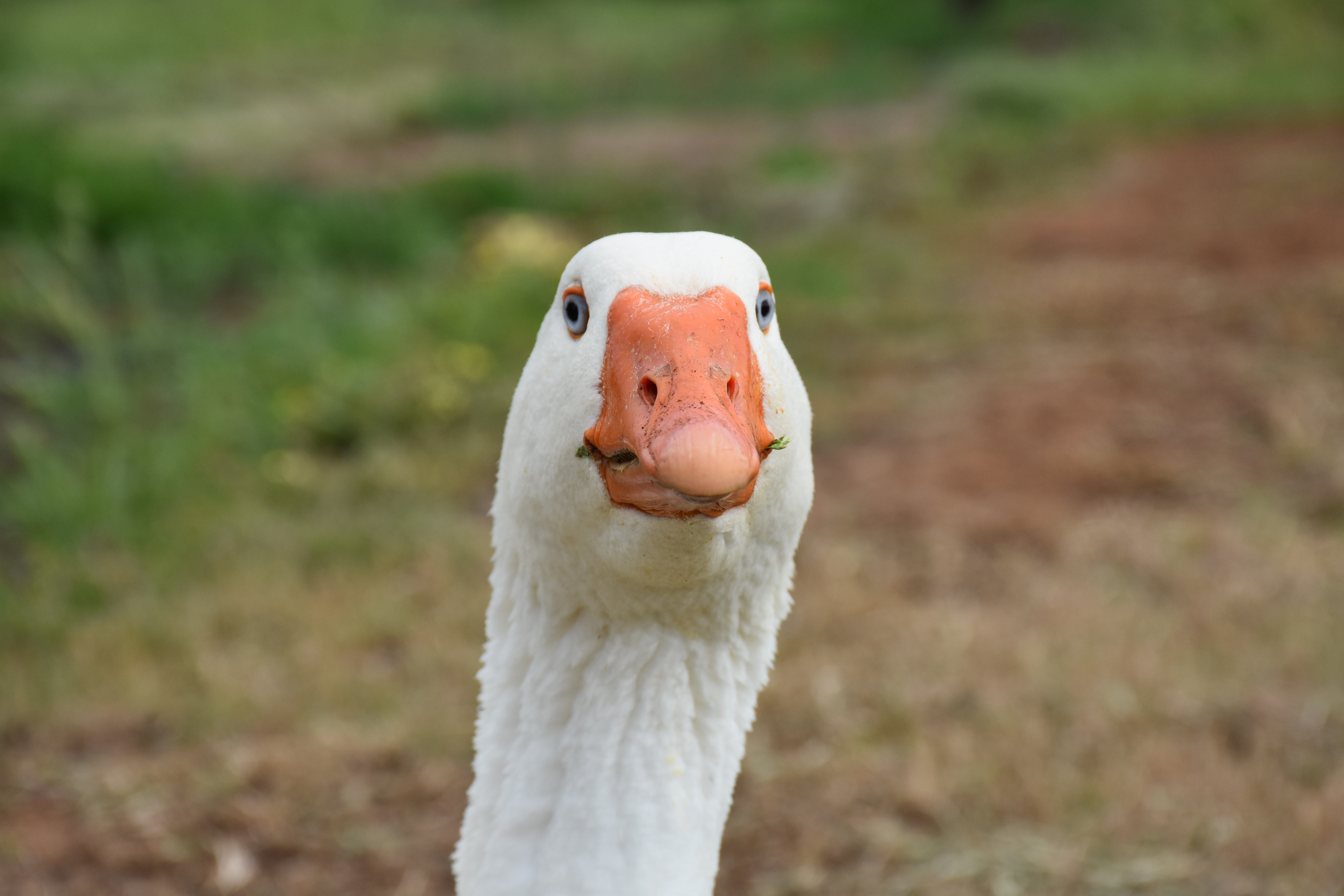 Free Photo of White Goose Head closeup