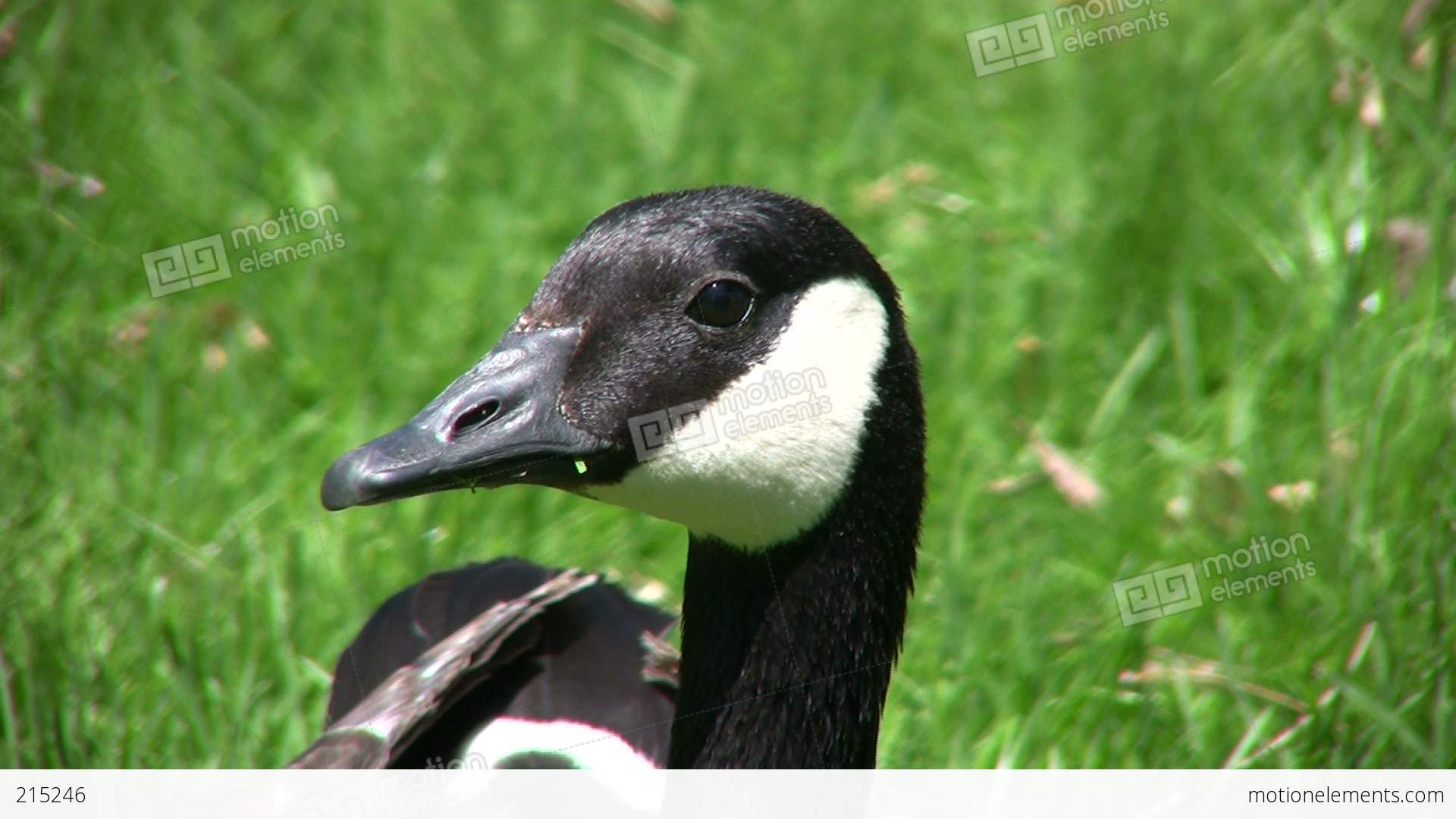 Closeup Of Canadian Goose As It Looks Around (High Definition) Stock ...