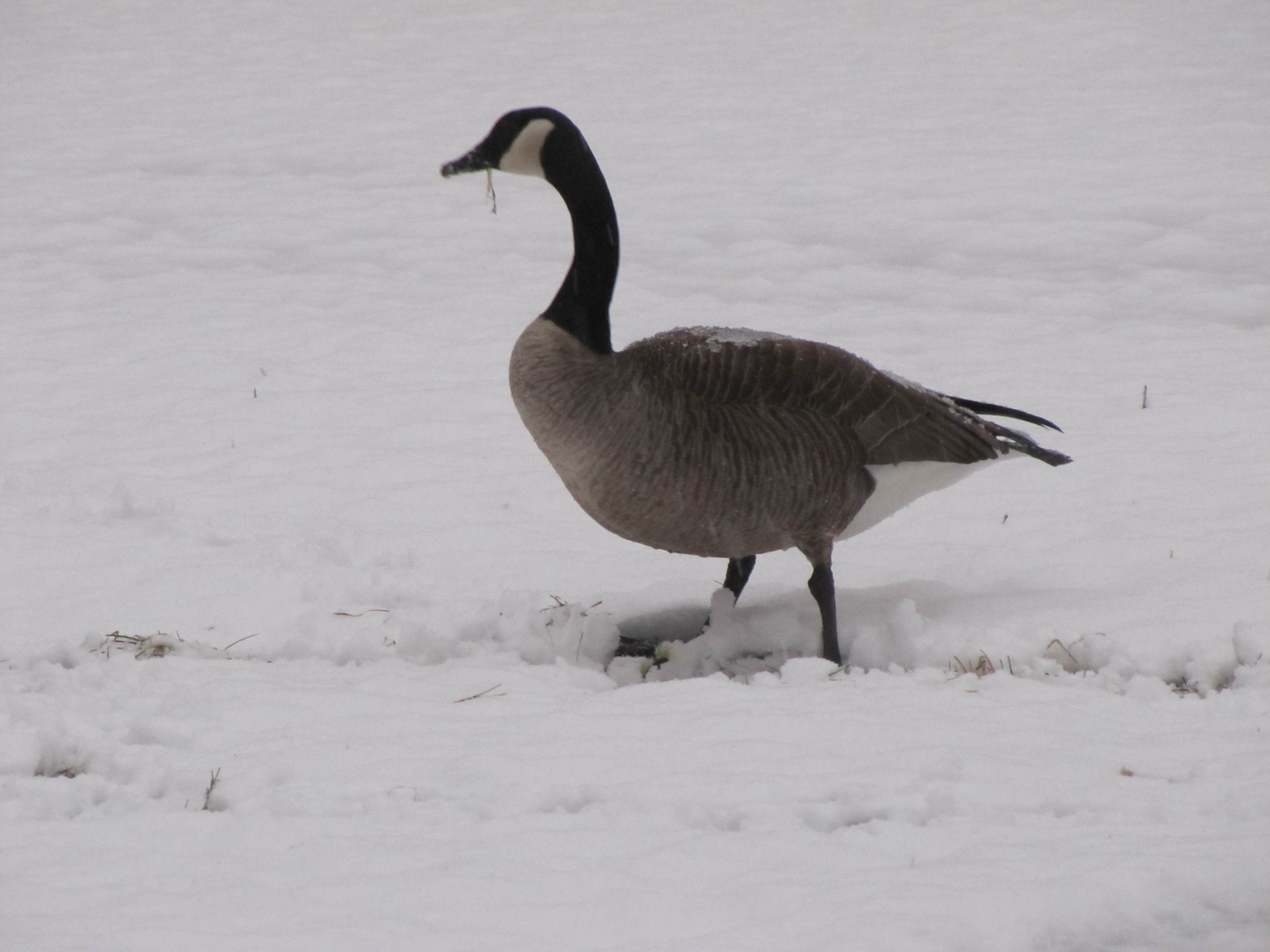 File:Canada Goose in winter.jpg - Wikimedia Commons