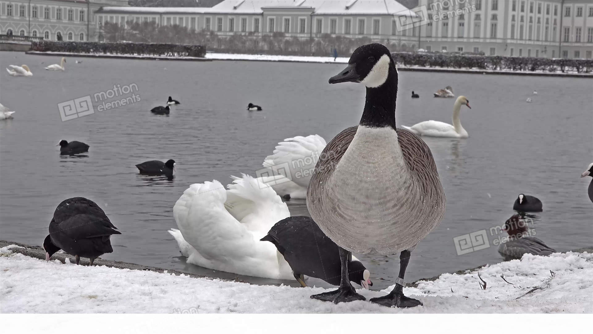Wild Goose In Front Of Castle Nymphenburg Palace In Winter With Snow ...