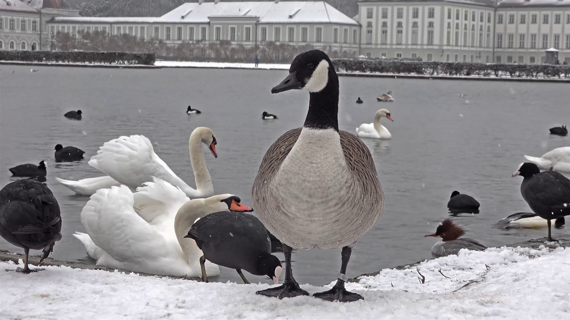 Wild goose in front of Castle Nymphenburg Palace in winter with snow ...