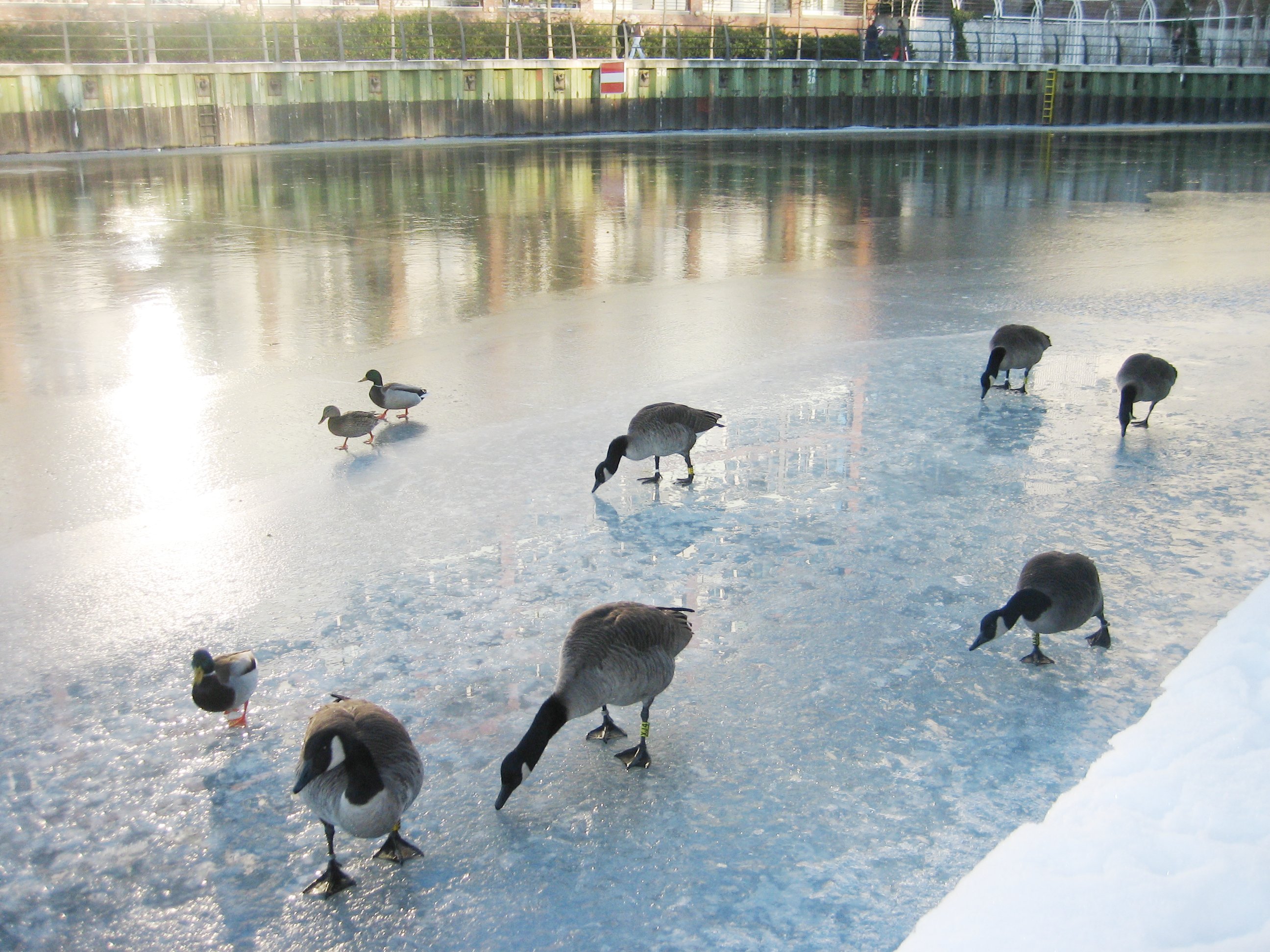 File:Swarm of Canada geese in winter.jpg - Wikimedia Commons