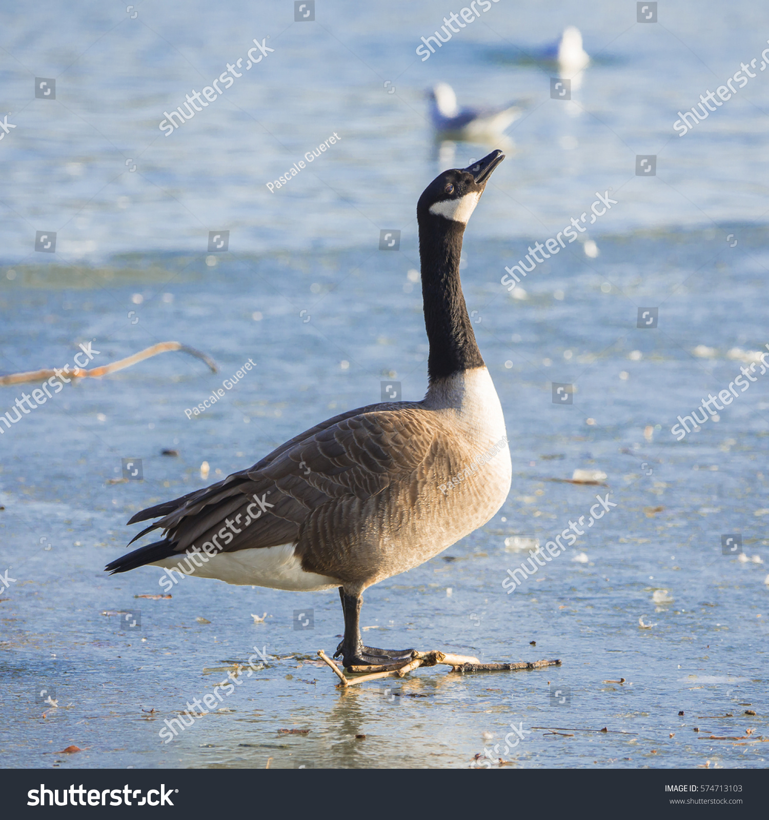 Brant Goose On Ice Cold Pond Stock Photo (Edit Now)- Shutterstock