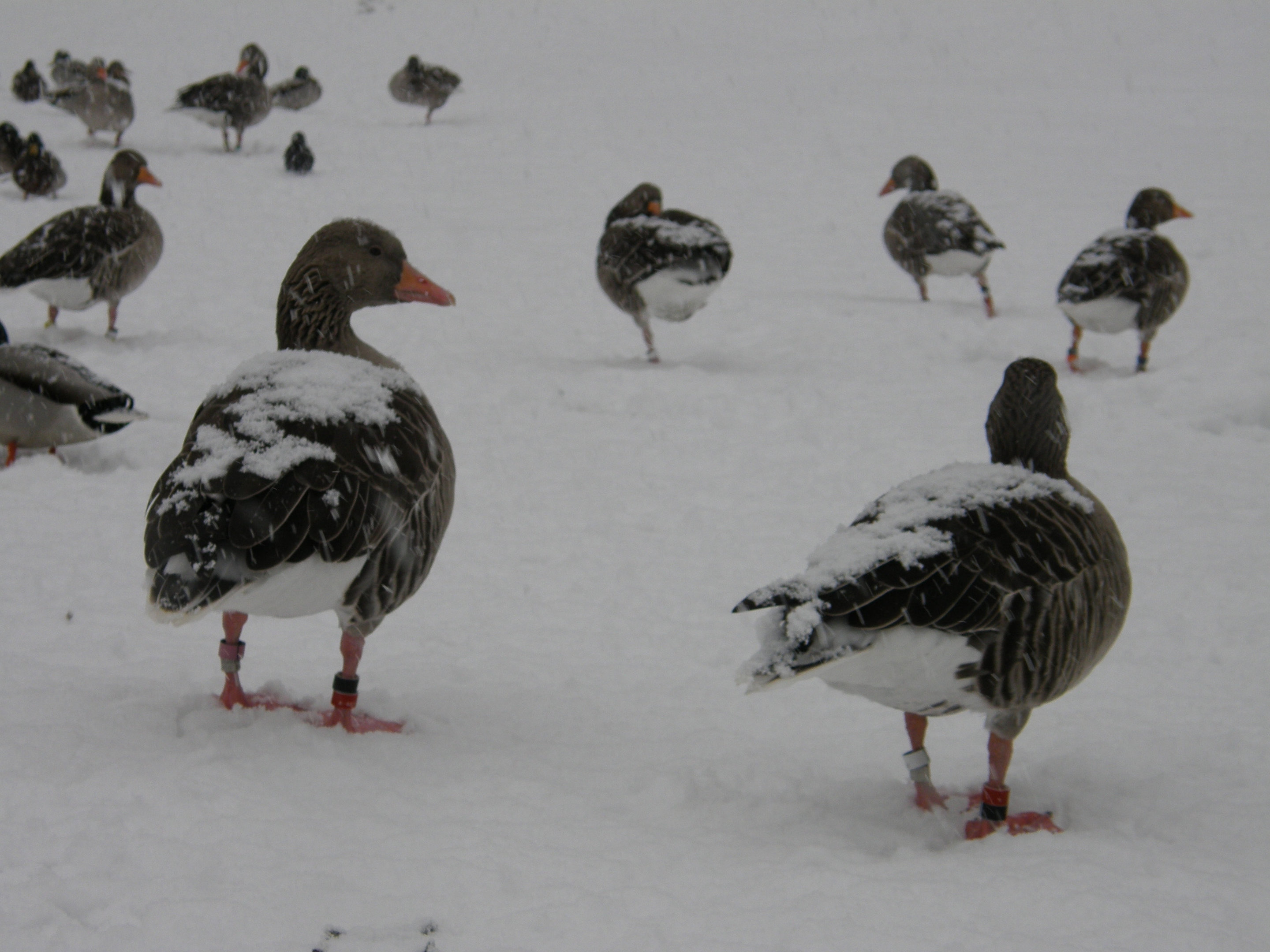 Geese reduce metabolic rate to cope with winter