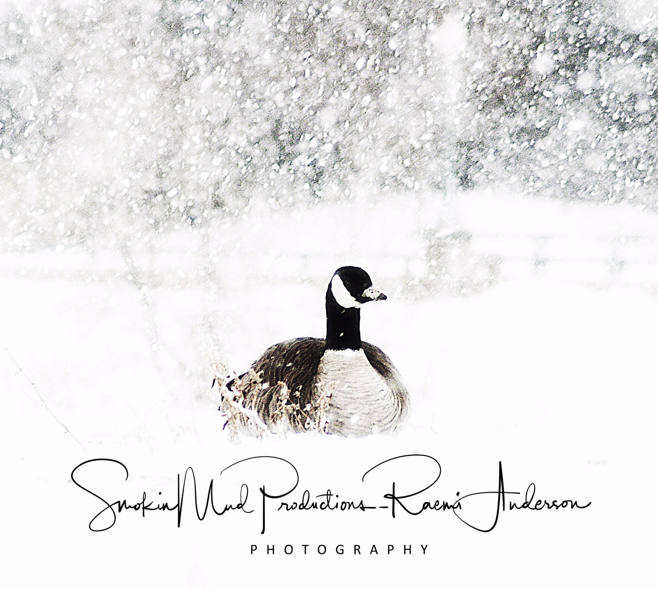 Goose In Winter Storm Original Photograph