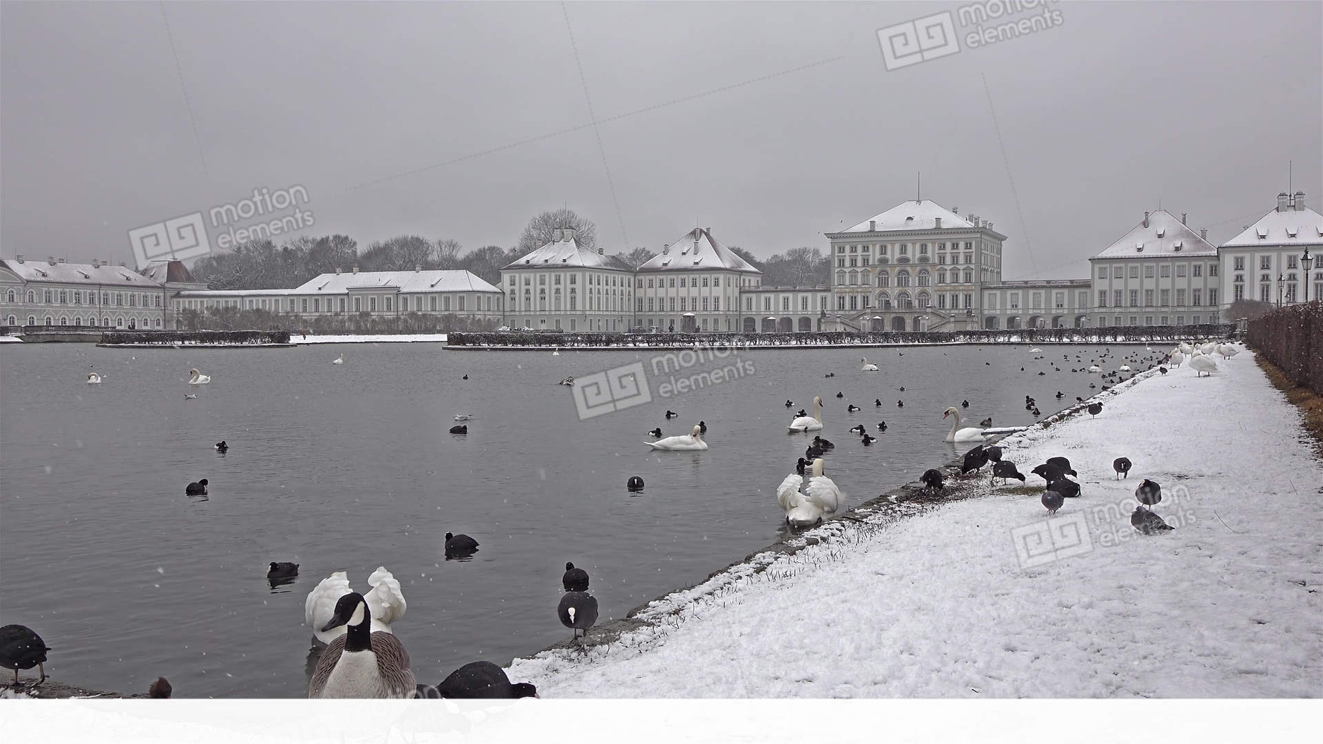Wild Goose In Front Of Castle Nymphenburg Palace In Winter With Snow ...