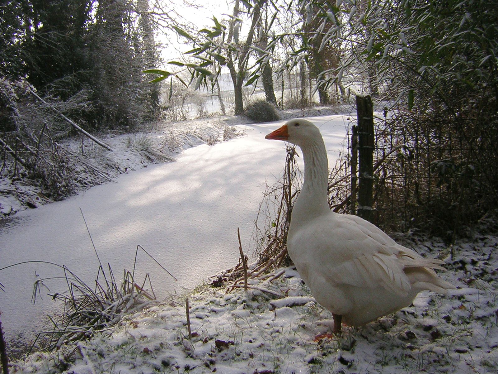 File:Domesticated goose in winter.jpg - Wikimedia Commons
