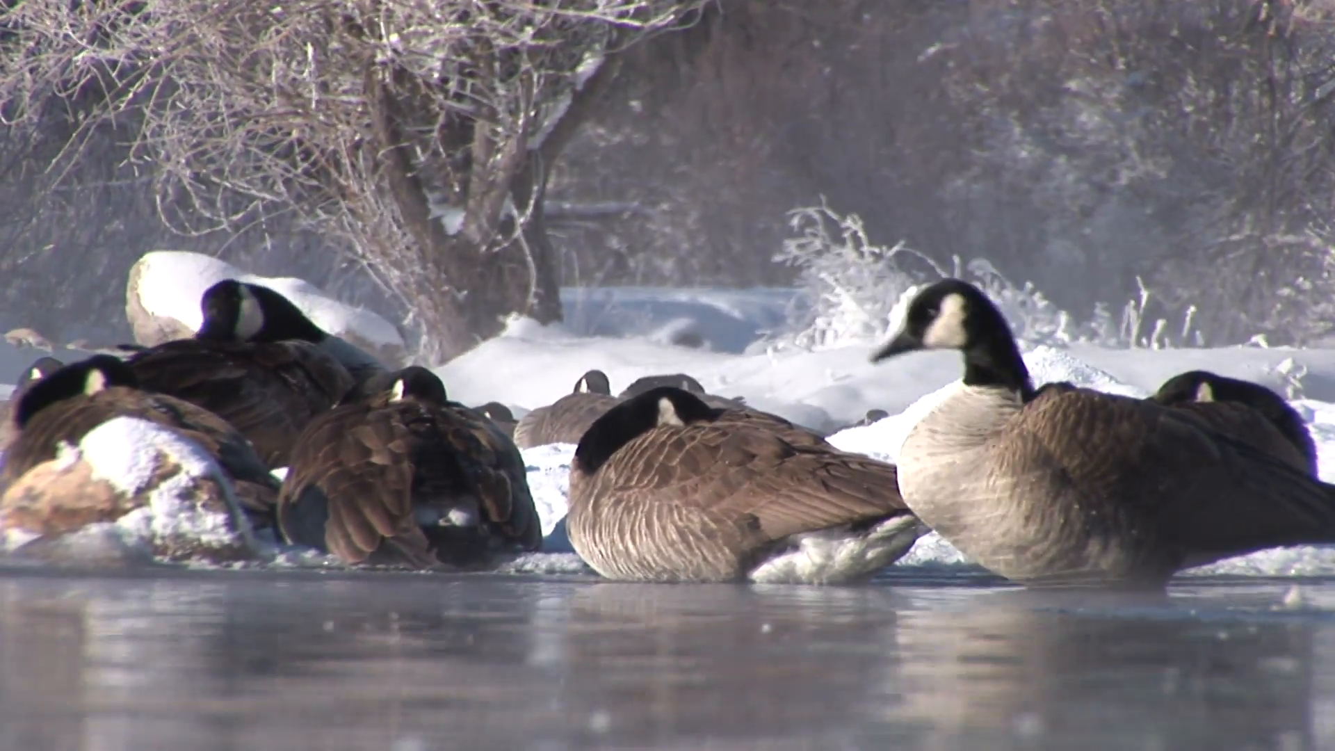 Canada Goose Flock Winter Snow Stock Video Footage - VideoBlocks