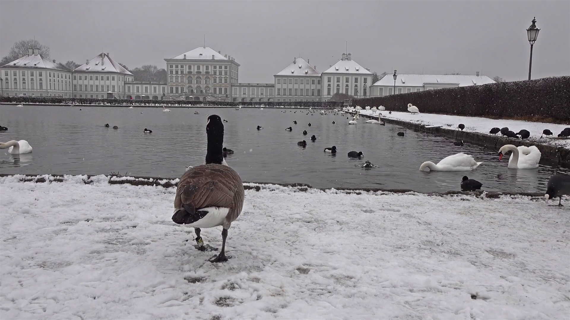 Wild goose in front of Castle Nymphenburg Palace in winter with snow ...