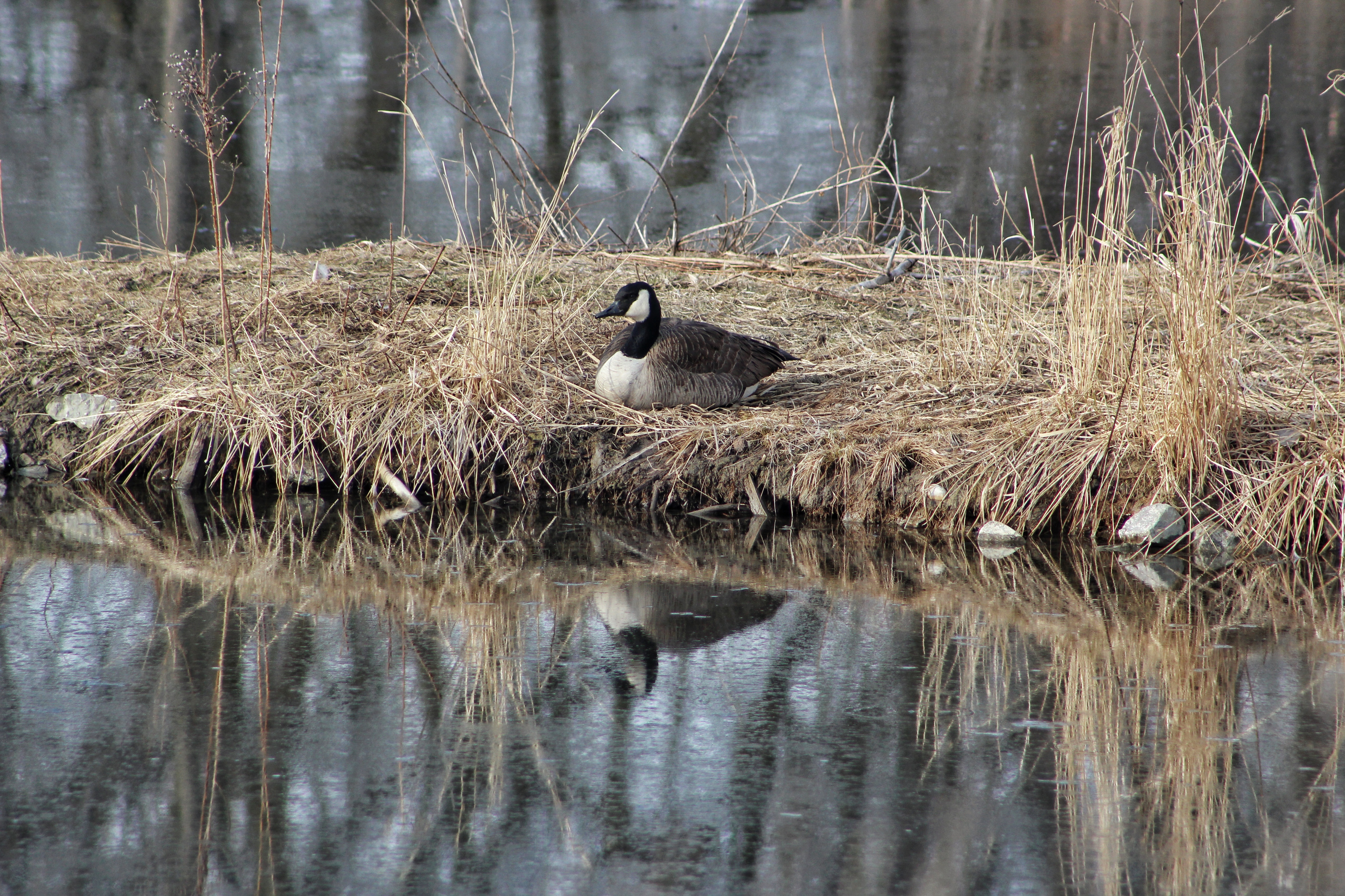 Goose location hunting photo
