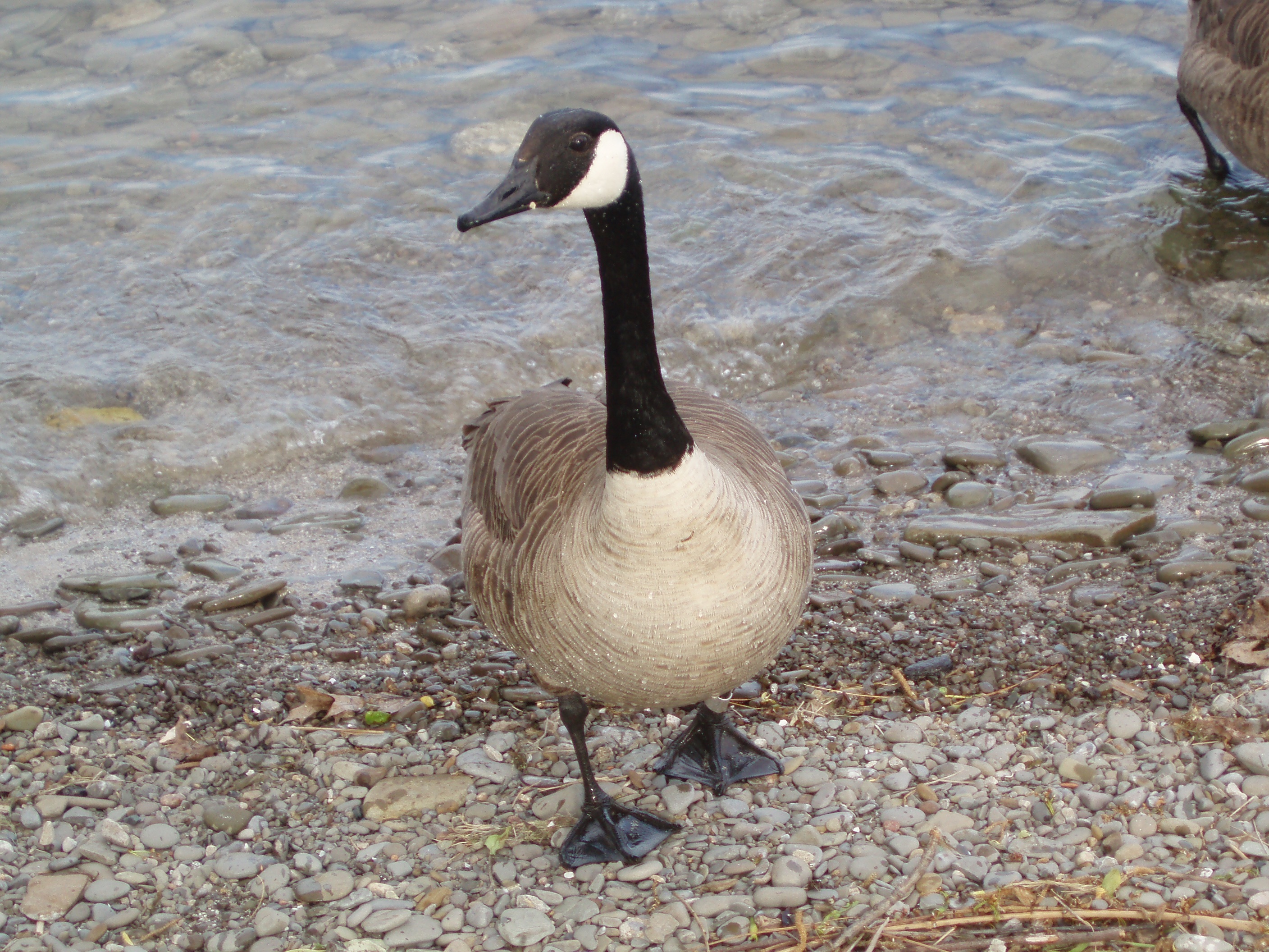 Goose on the shore photo