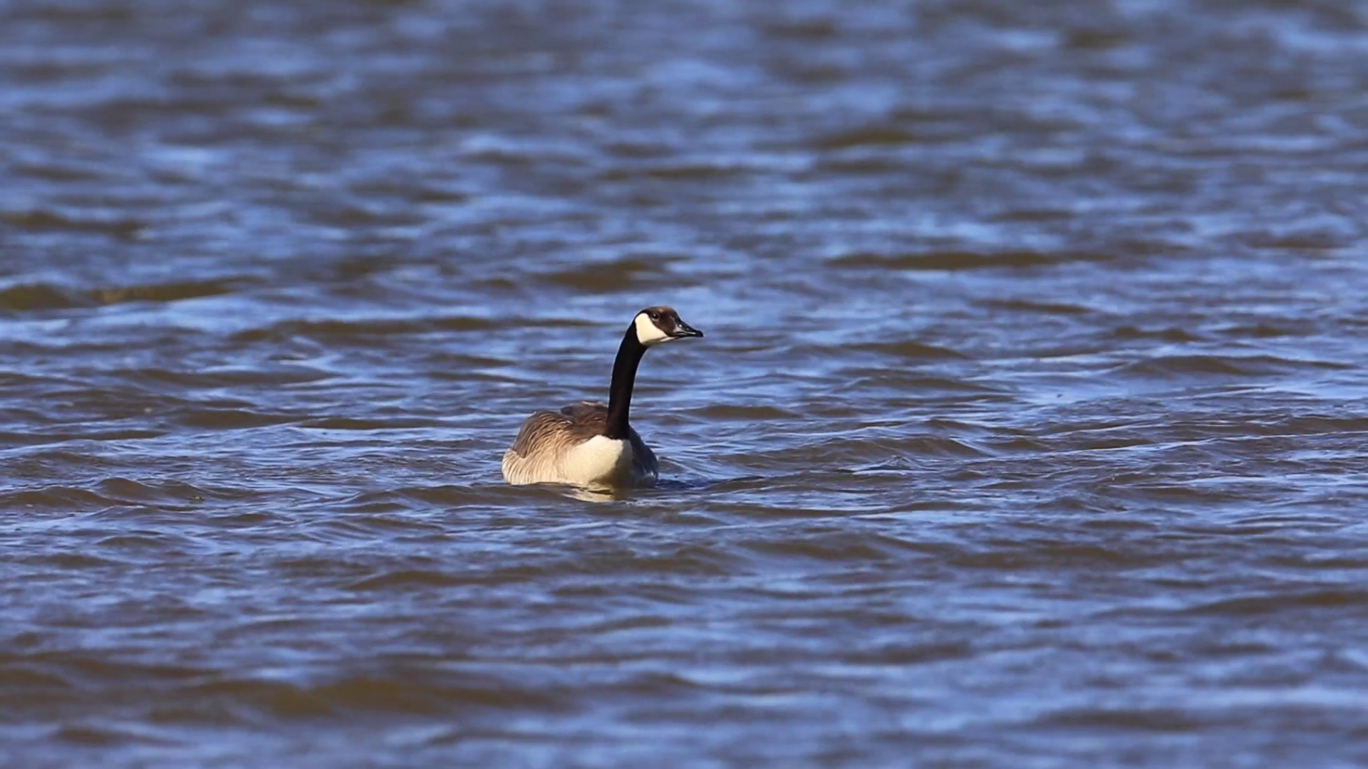 Solo Canada Goose Swimming in Blue Lake Stock Video Footage ...