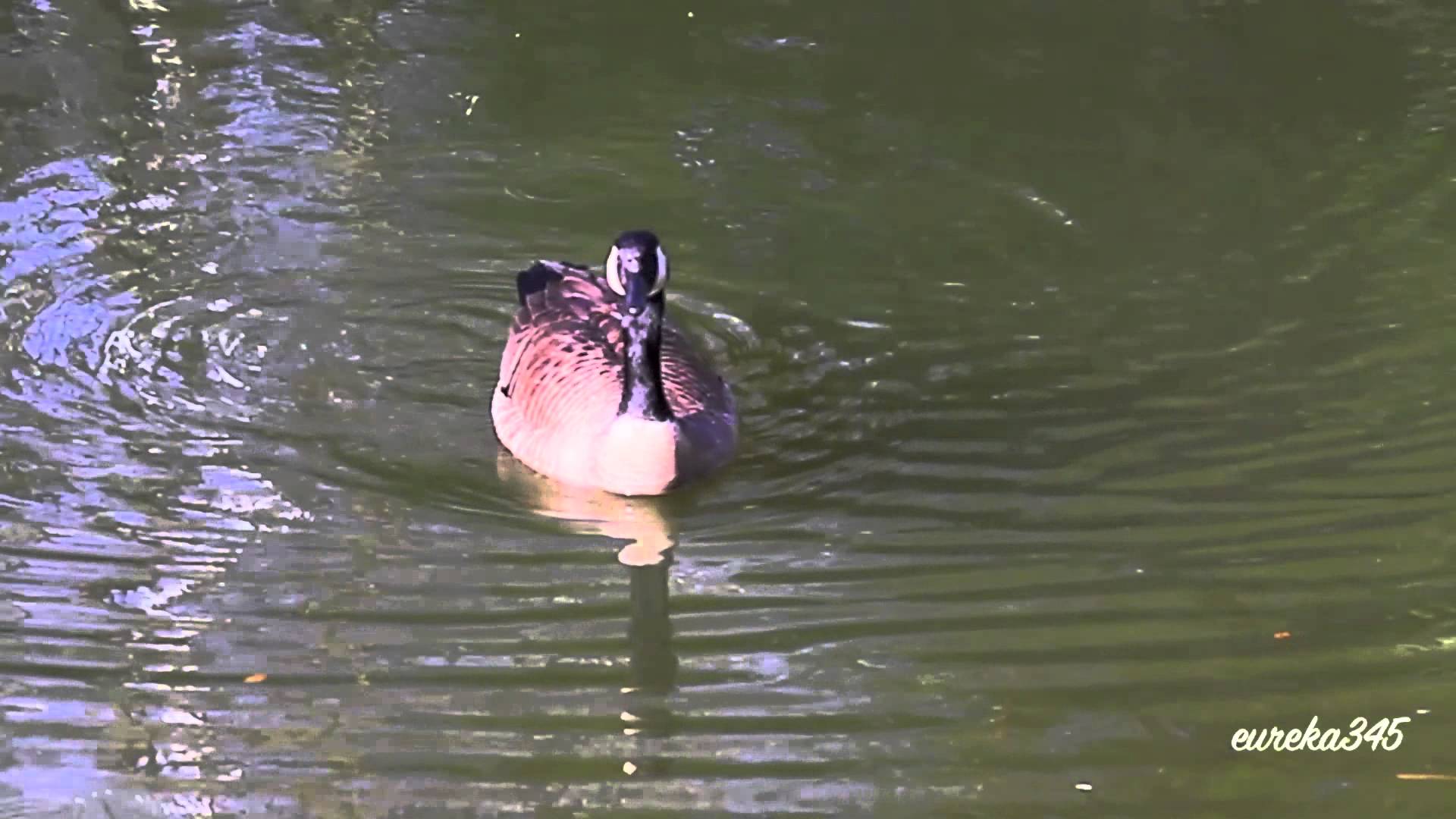 Canada Goose Swimming - YouTube