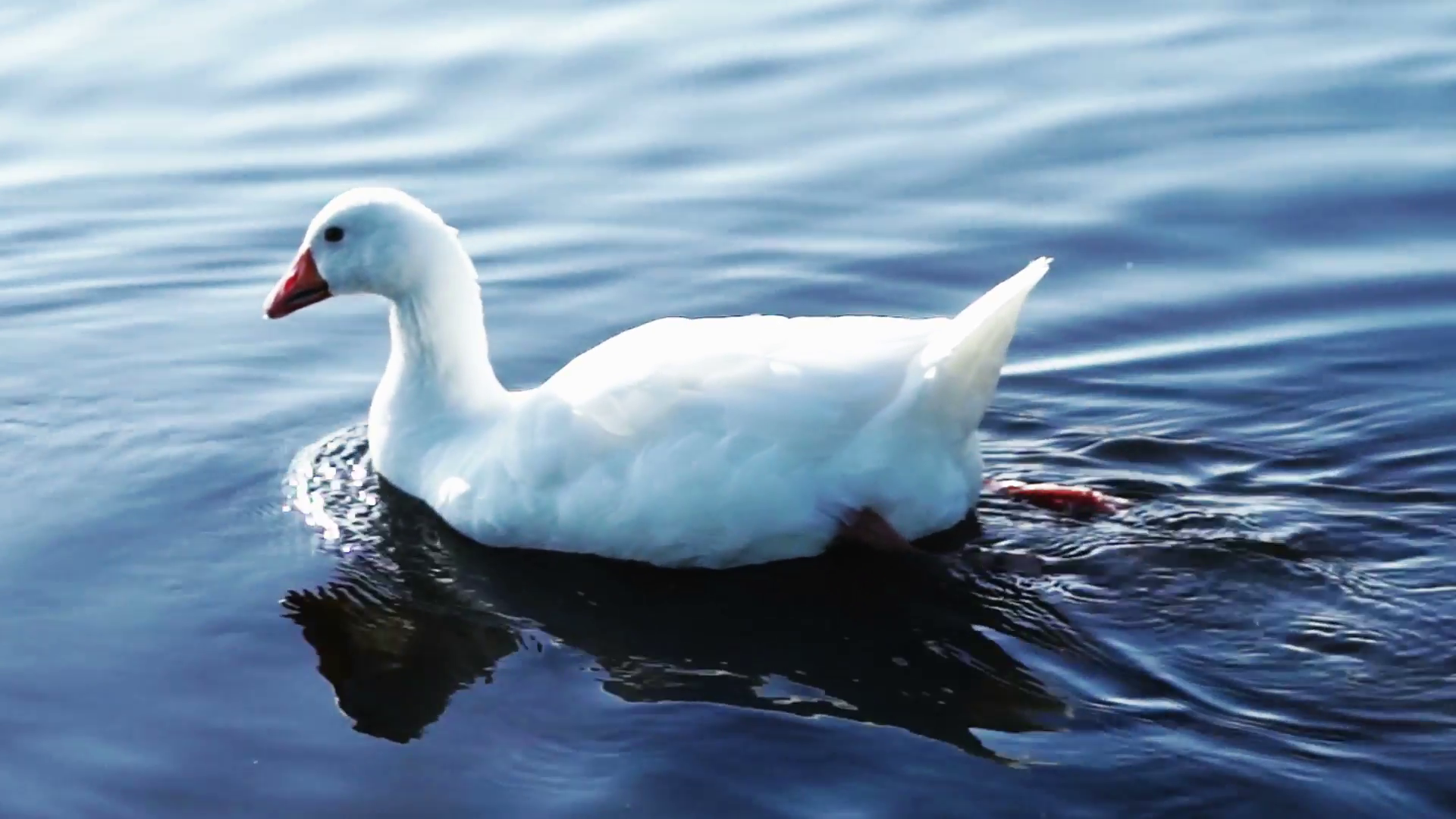 White Wild Goose Swimming in Blue Water Stock Video Footage ...