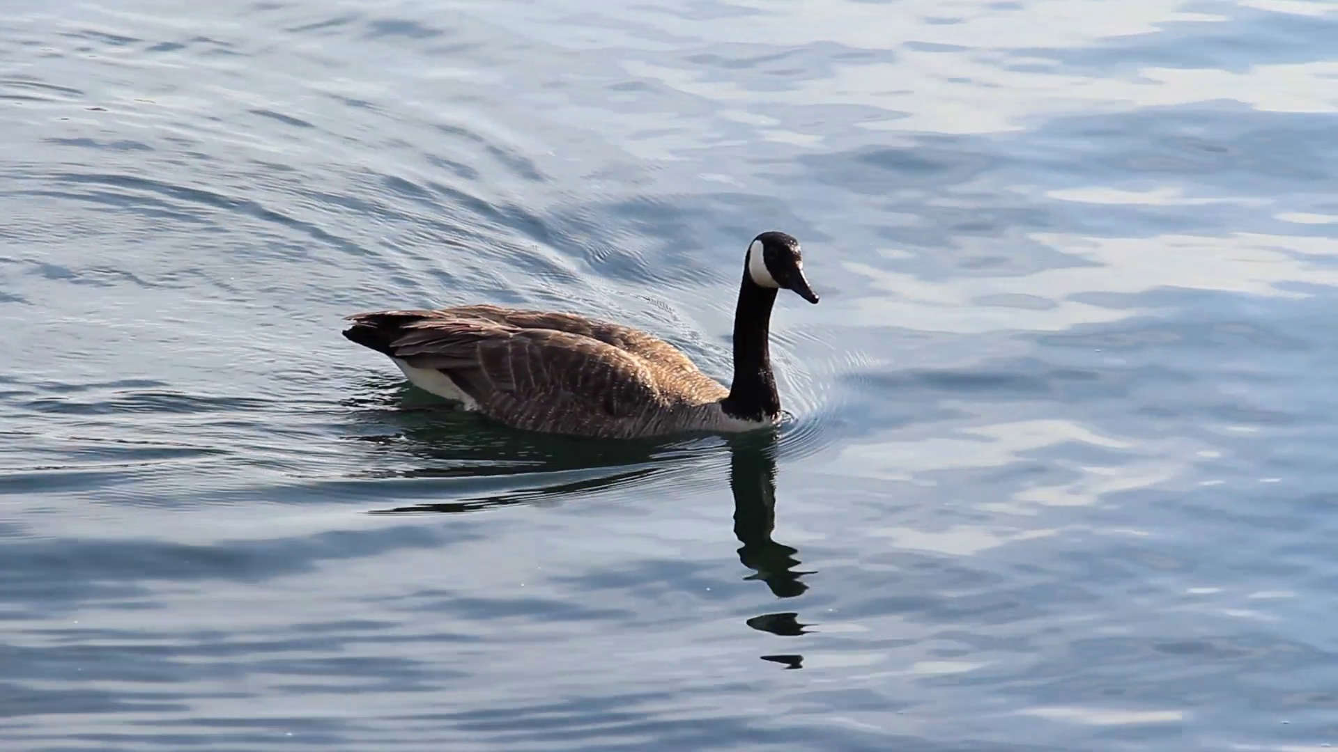 Canadian Goose Swimming in the water Stock Video Footage - Videoblocks
