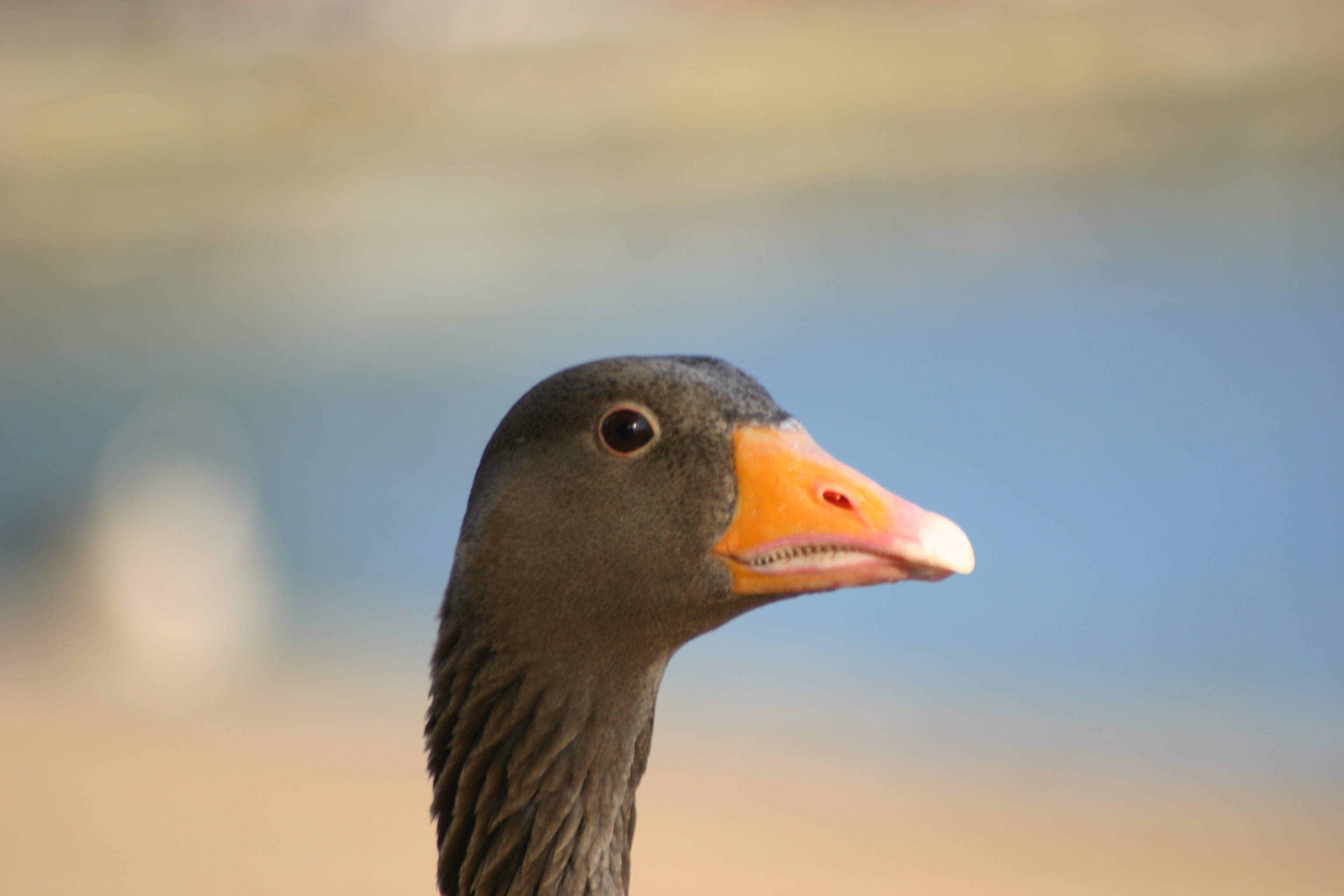 File:Close up on goose.jpg - Wikimedia Commons