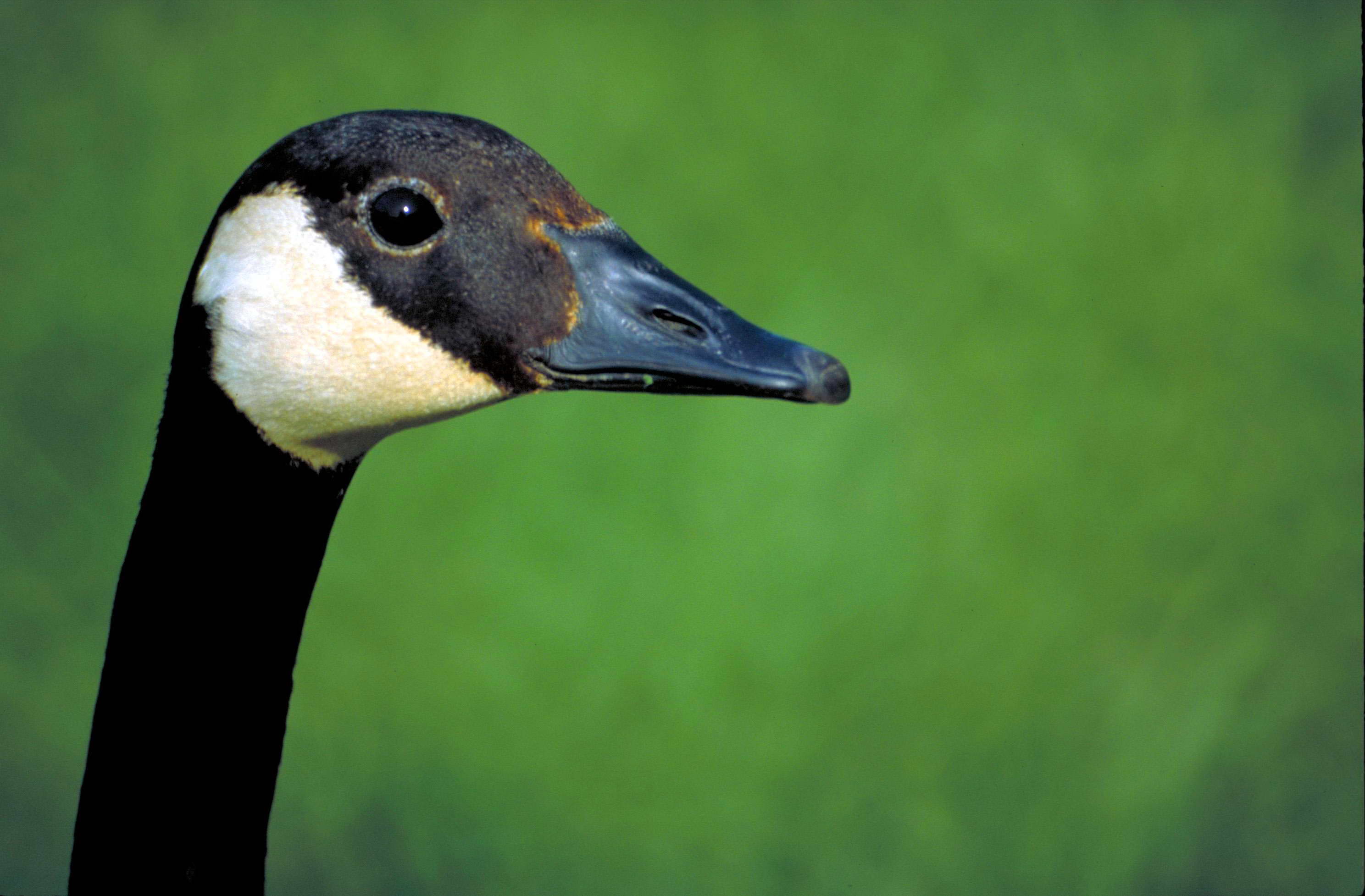 Free picture: up-close, head, Canada goose, bird