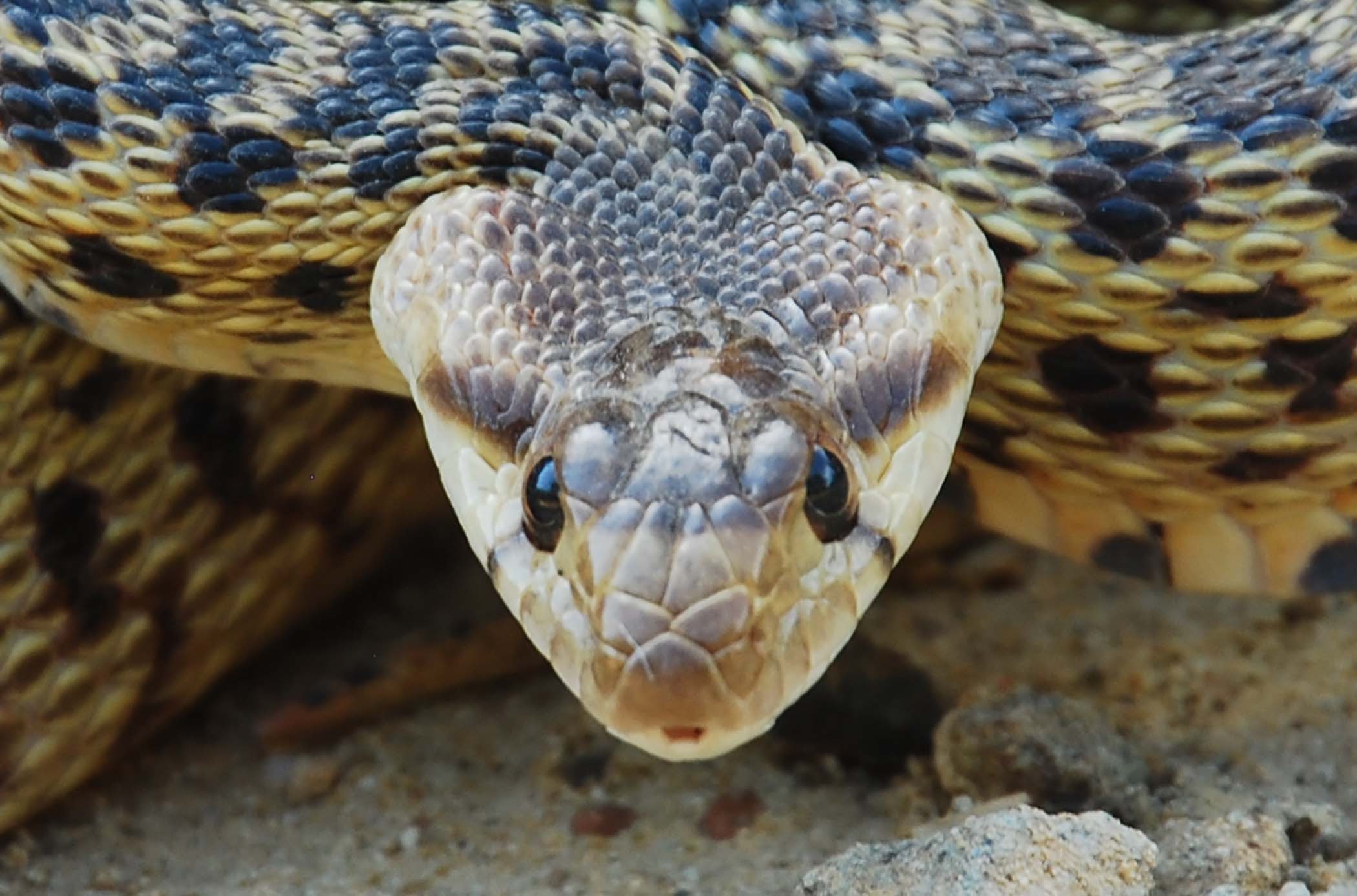 Gopher Snake mimicking a Rattlesnake - YouTube