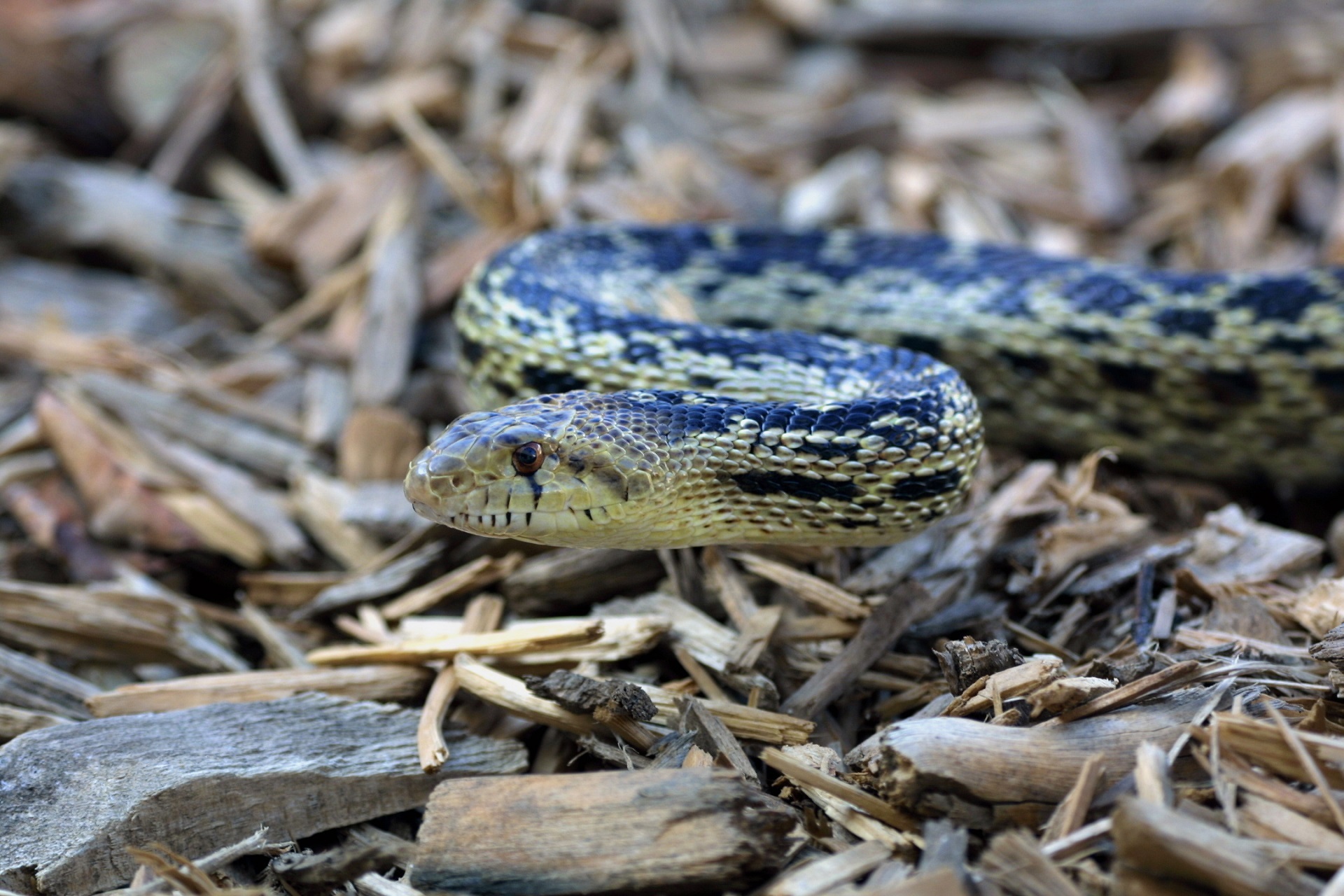 Gopher snake photo