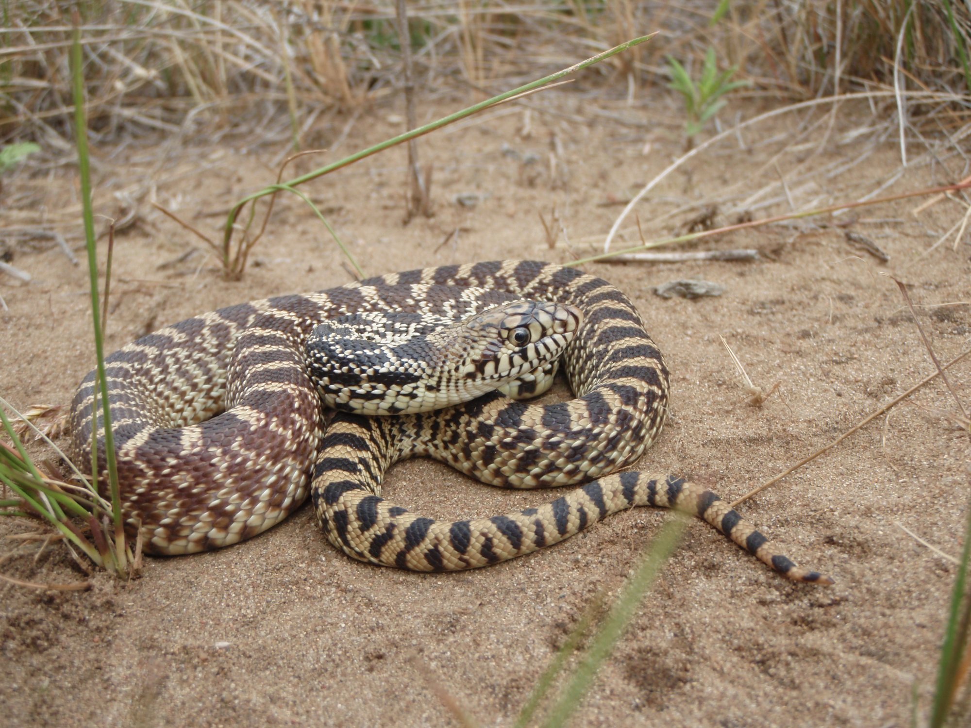 Gopher Snake (Pituophis catenifer) - Minnesota Amphibian & Reptile ...