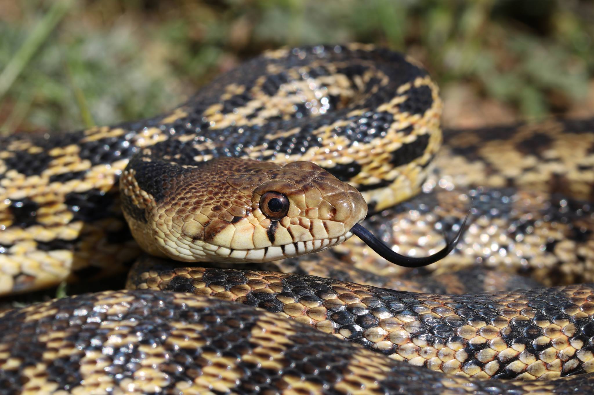 City of Victorville Issues Warning on Increased Snake Sightings ...