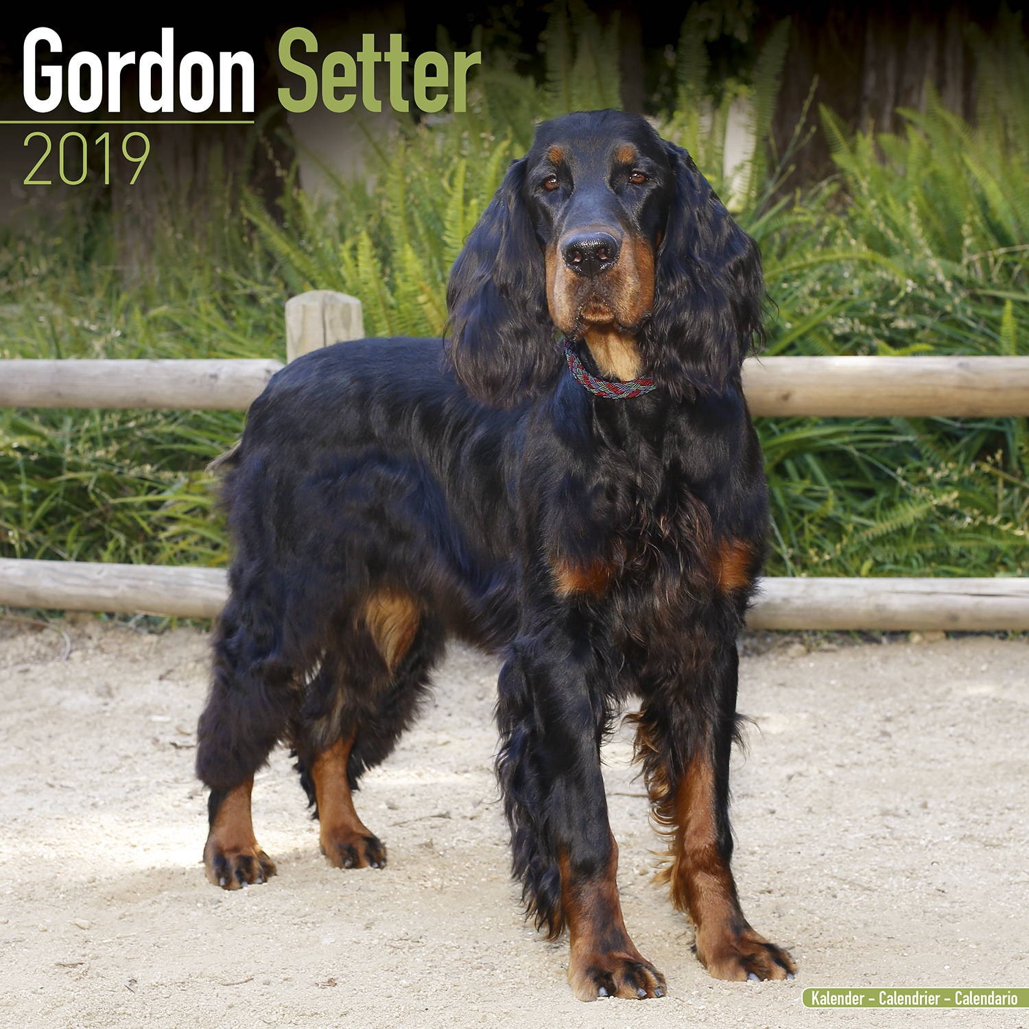 Gordon Setter Calendar, Dog Breed Calendars | MegaCalendars