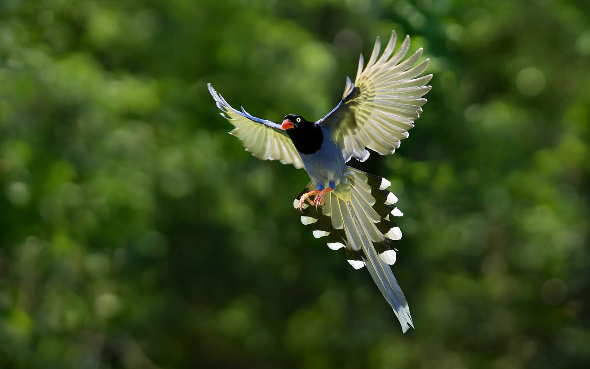 Flying most beautiful bird new wallpapers | HD Wallpapers Rocks