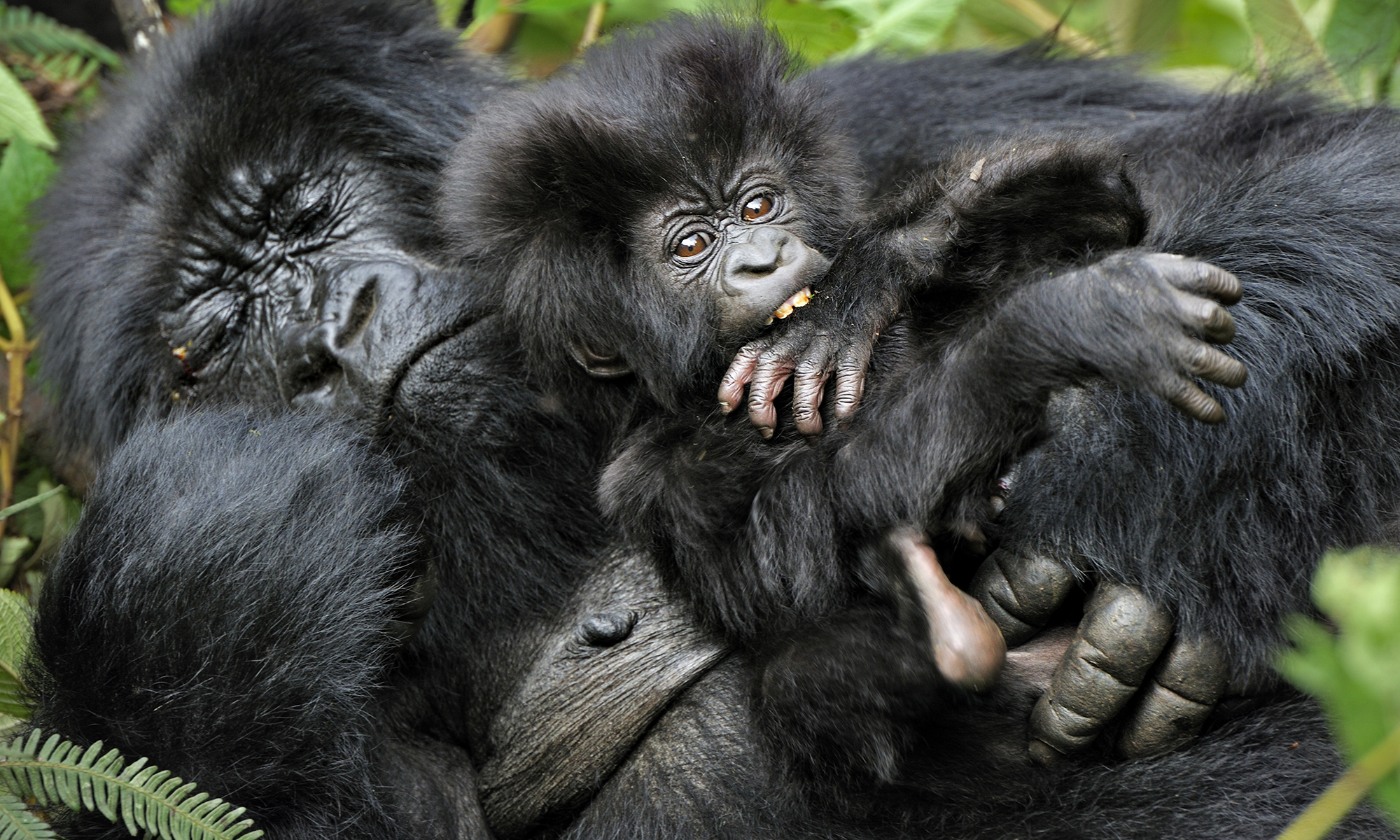 Why do gorillas build new nests every night? | HowStuffWorks