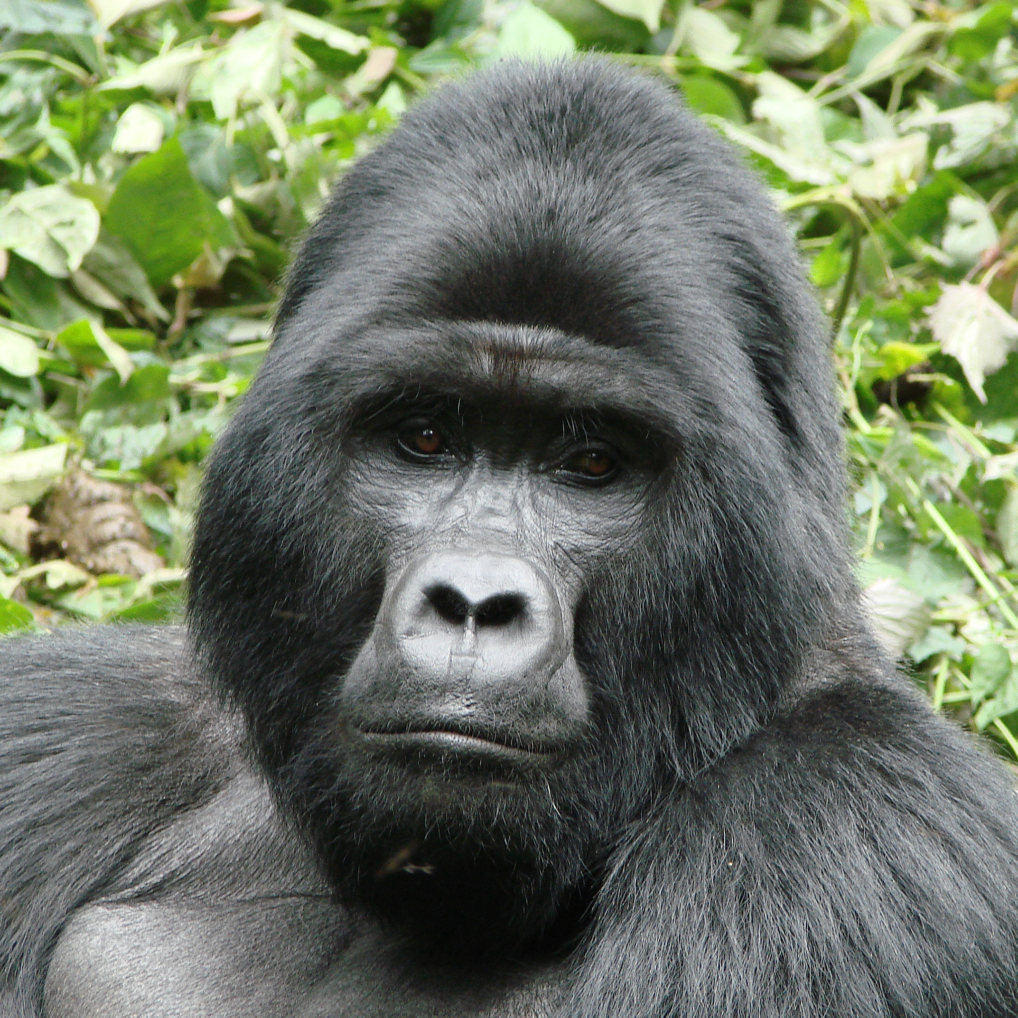 Mountain Gorilla | National Geographic