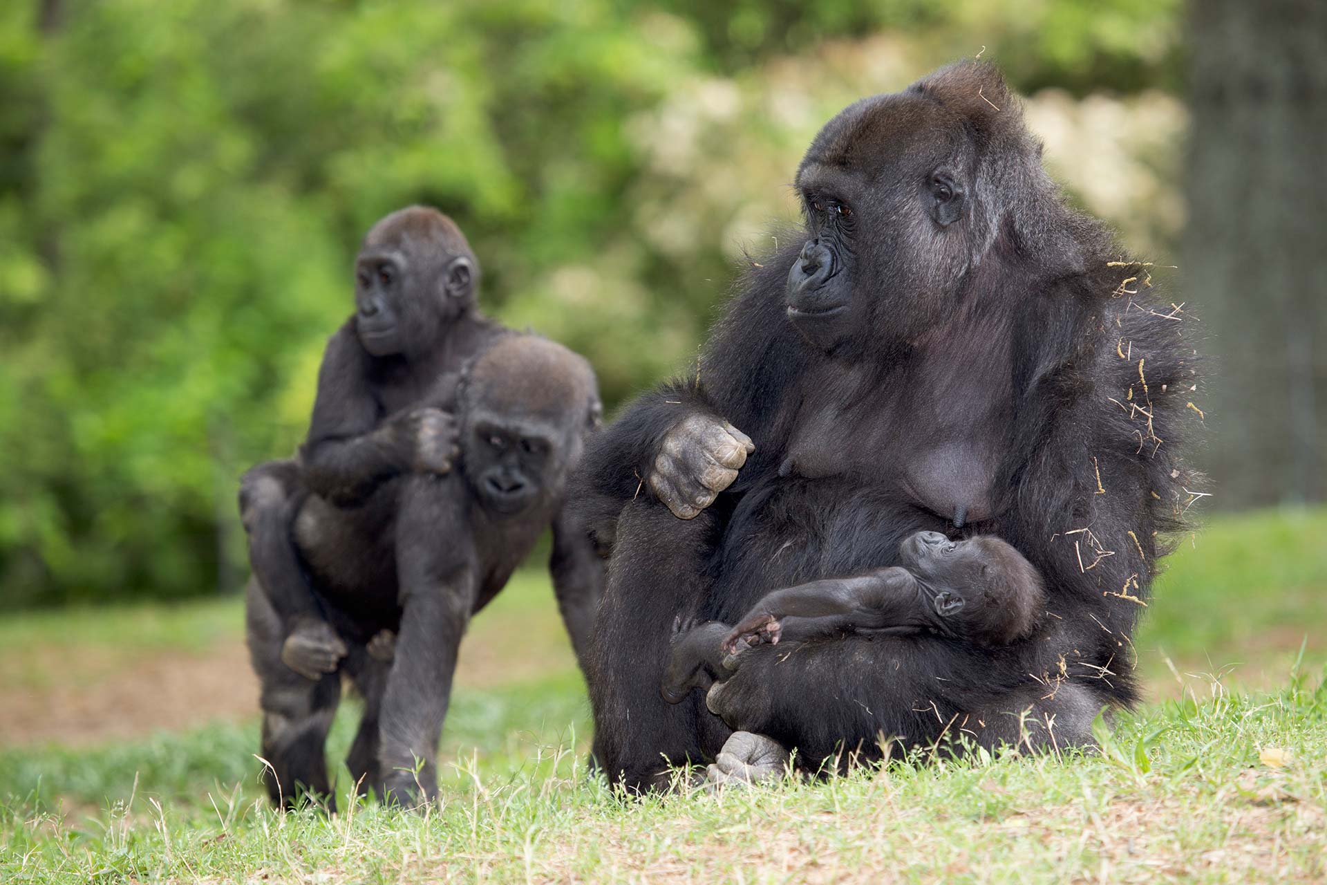 Western Lowland Gorilla - Zoo Atlanta