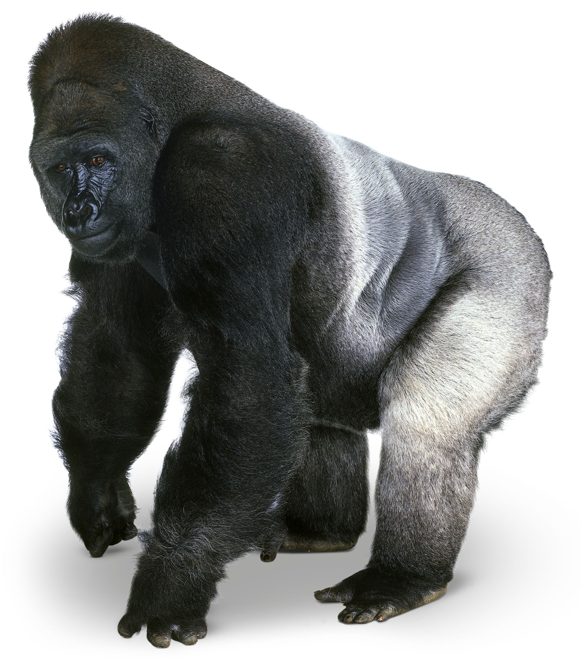 Gorilla Facts for Kids | Silverback Gorilla | DK Find Out