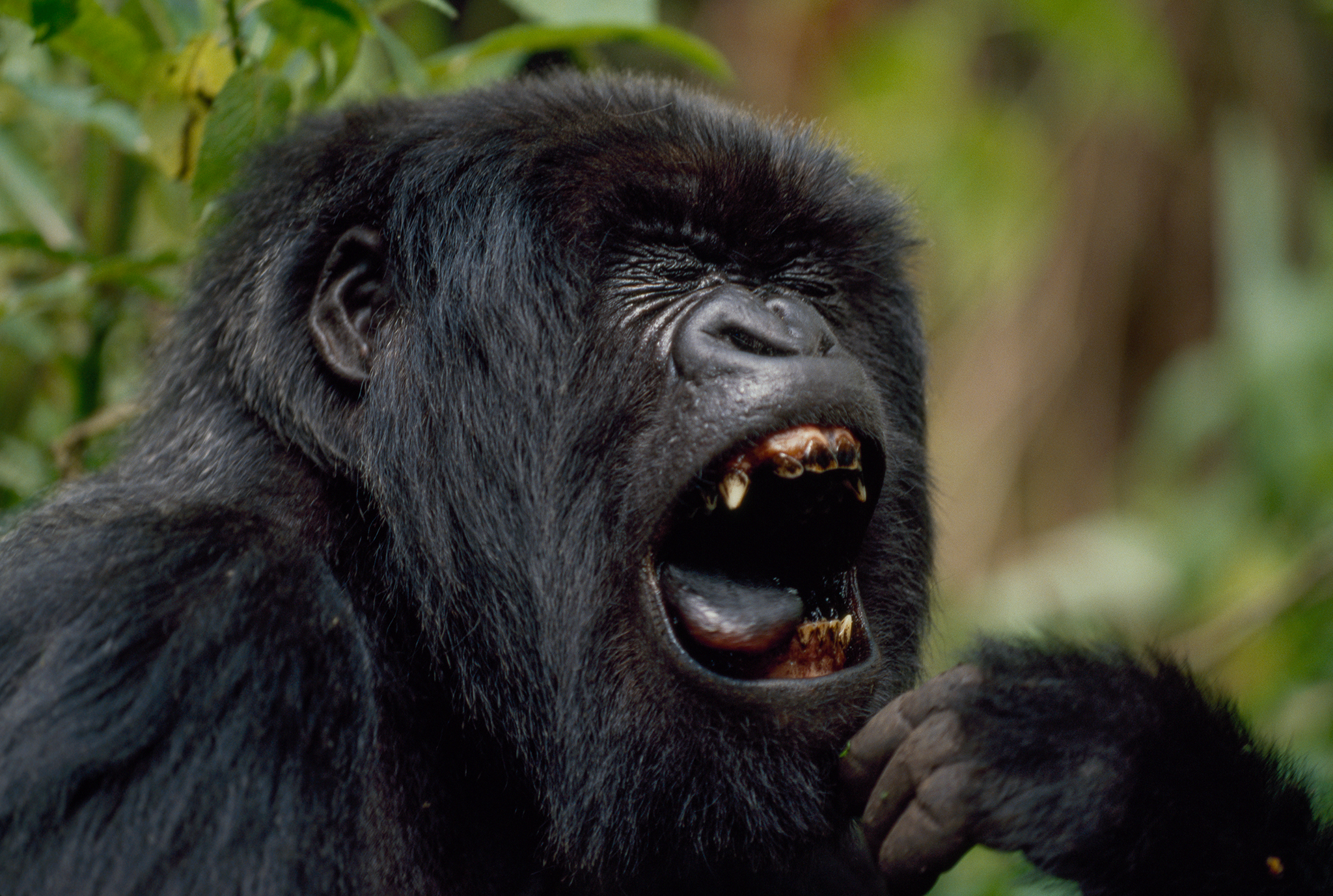 Why Do Plant-Eating Gorillas Have Big, Sharp Teeth?