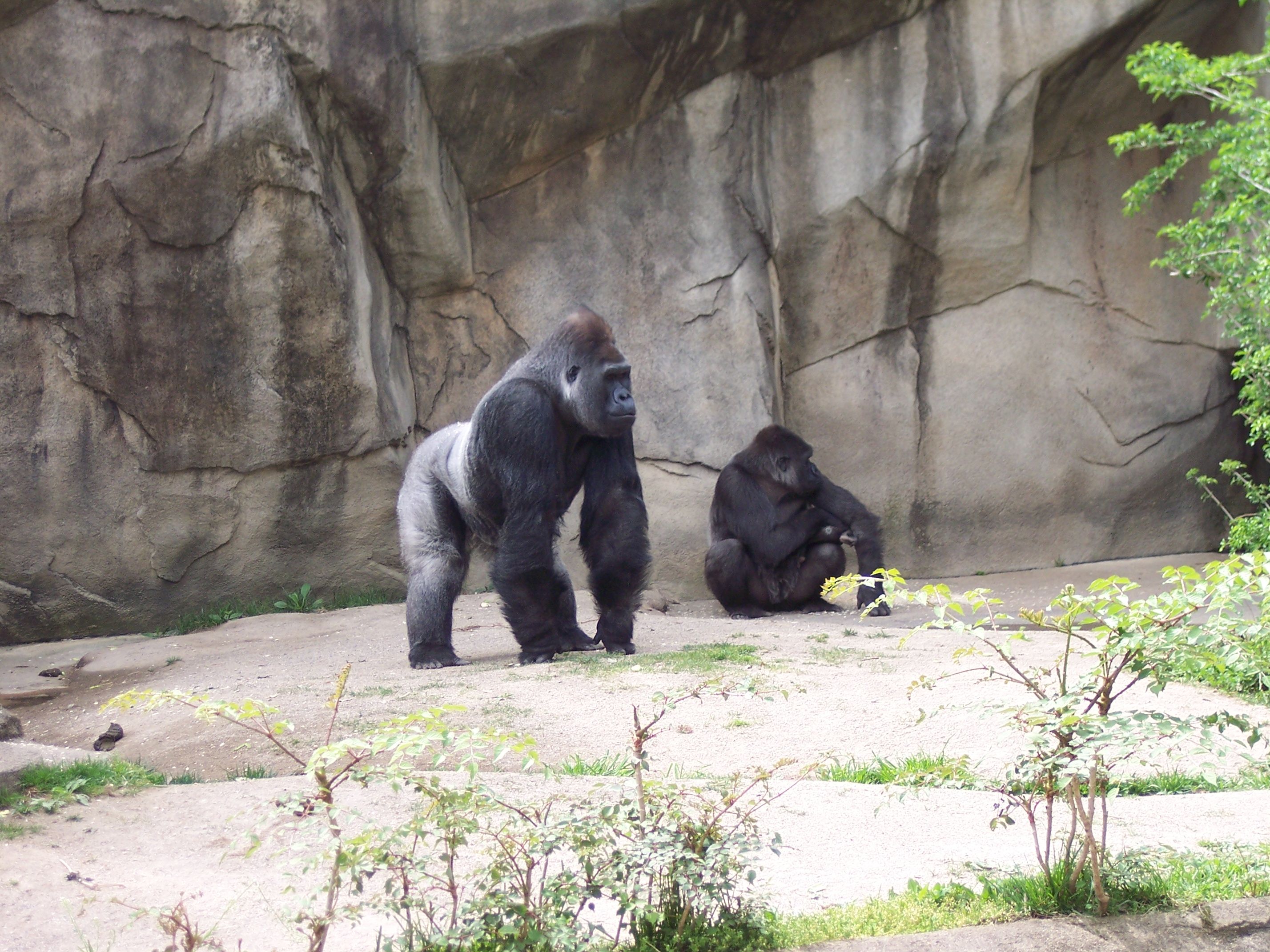 Gorilla couple 2. | Fantastic Exotic Animals | Pinterest | Exotic ...