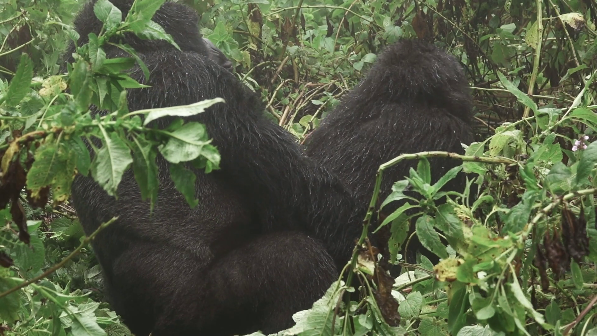 Mountain gorilla couple loving moment Stock Video Footage - VideoBlocks