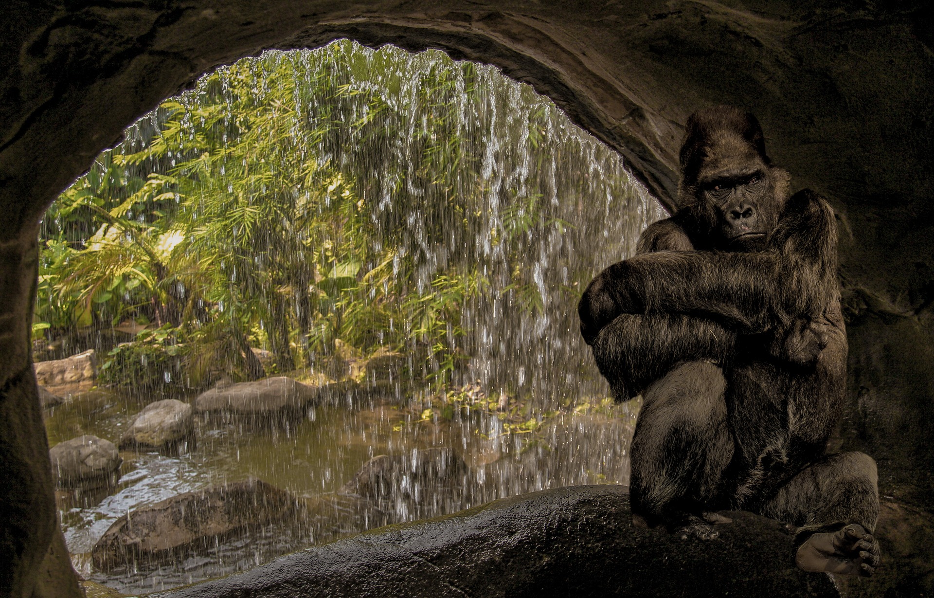 Gorilla in the cave photo