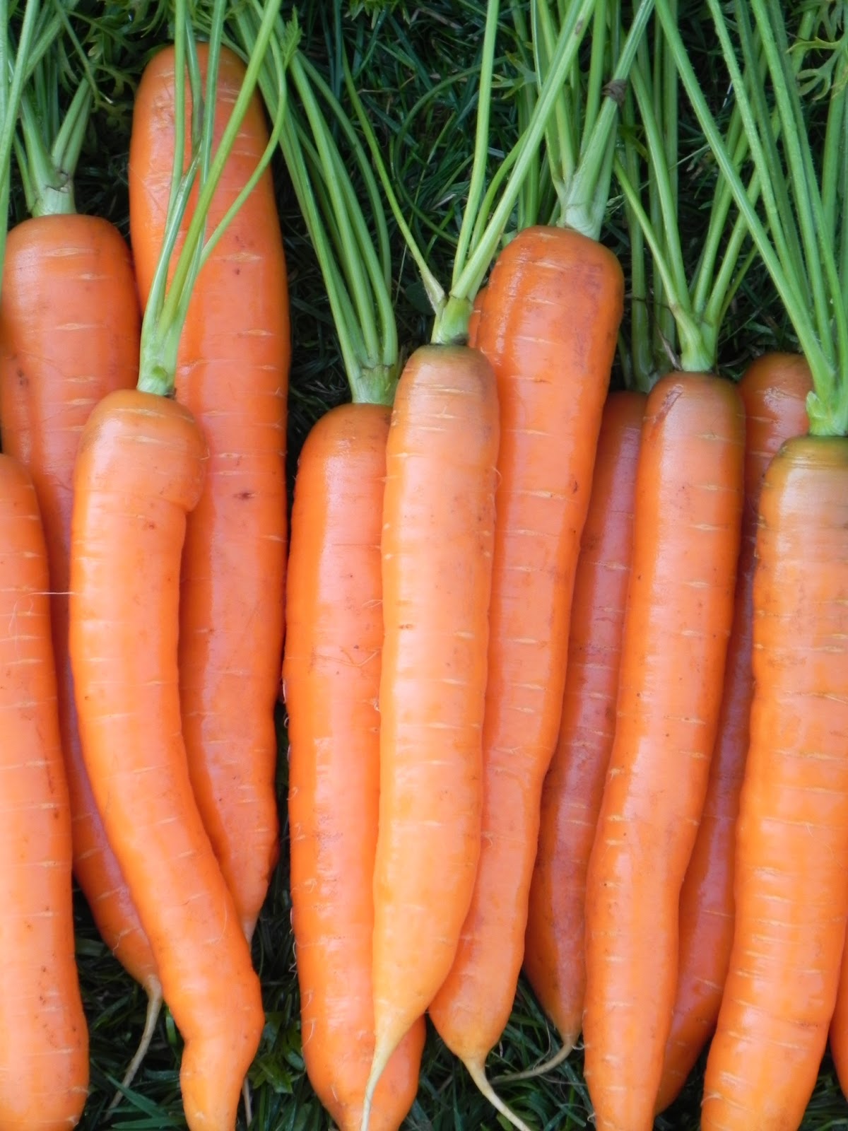 Crop Highlight: Favorite Carrots | Osborne Seed Company Variety Trials