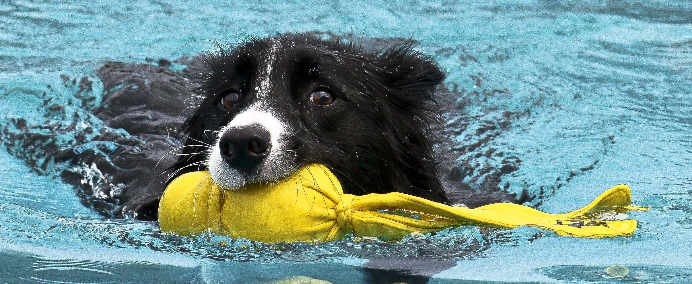 Got it!, Dog, Swim, Toy, Water, HQ Photo