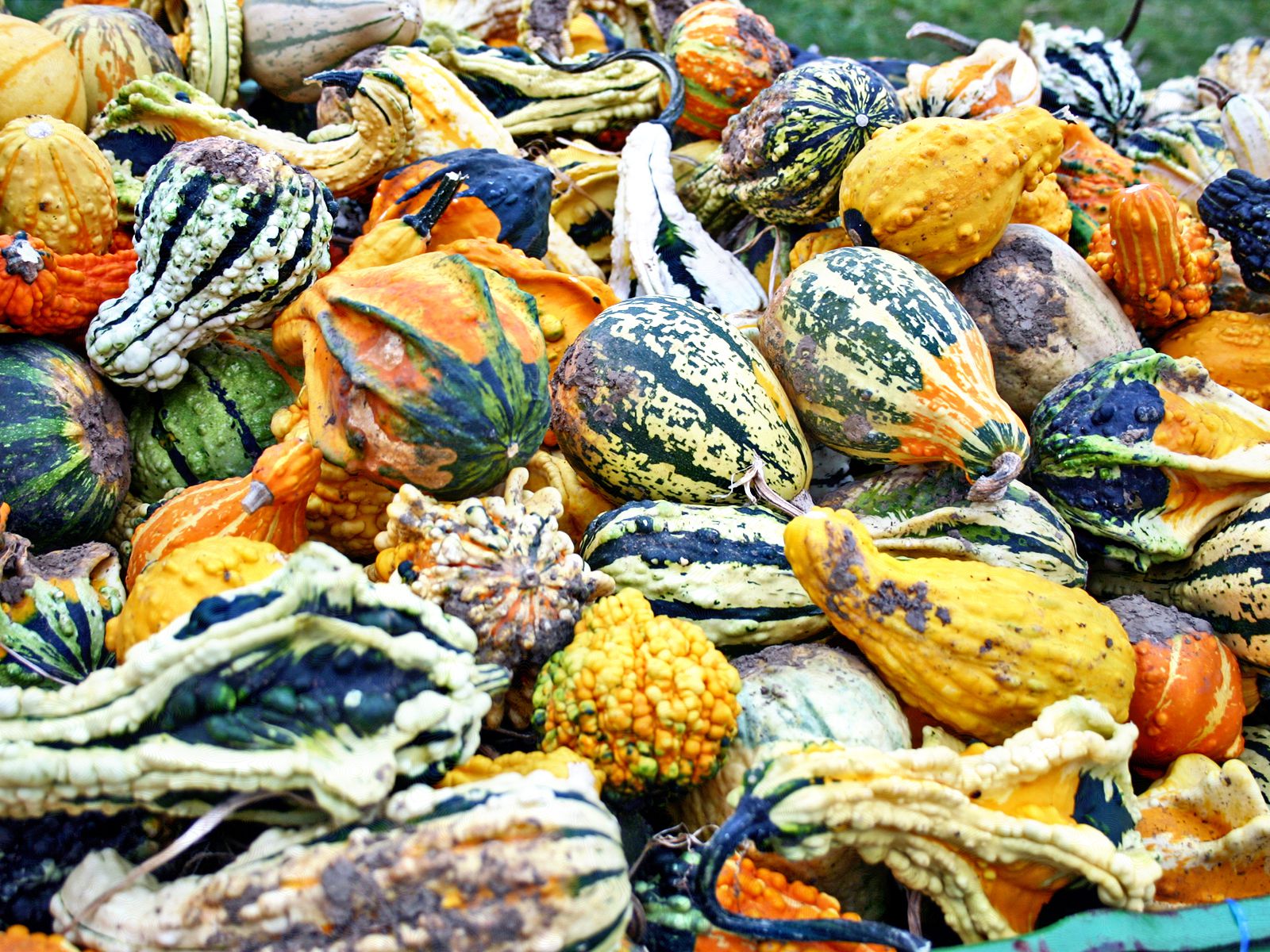 Growing a Variety of Ornamental Gourds