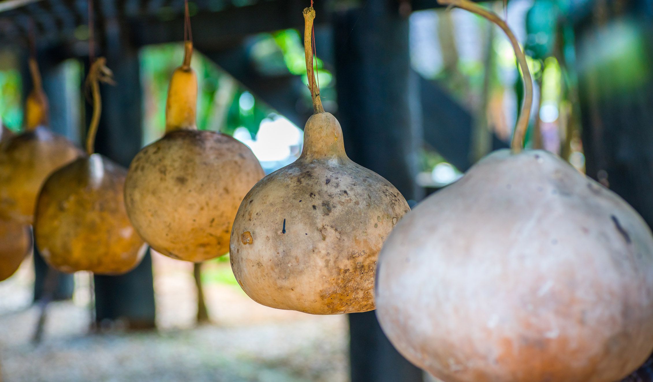 How to Dry or Cure Ornamental Gourds